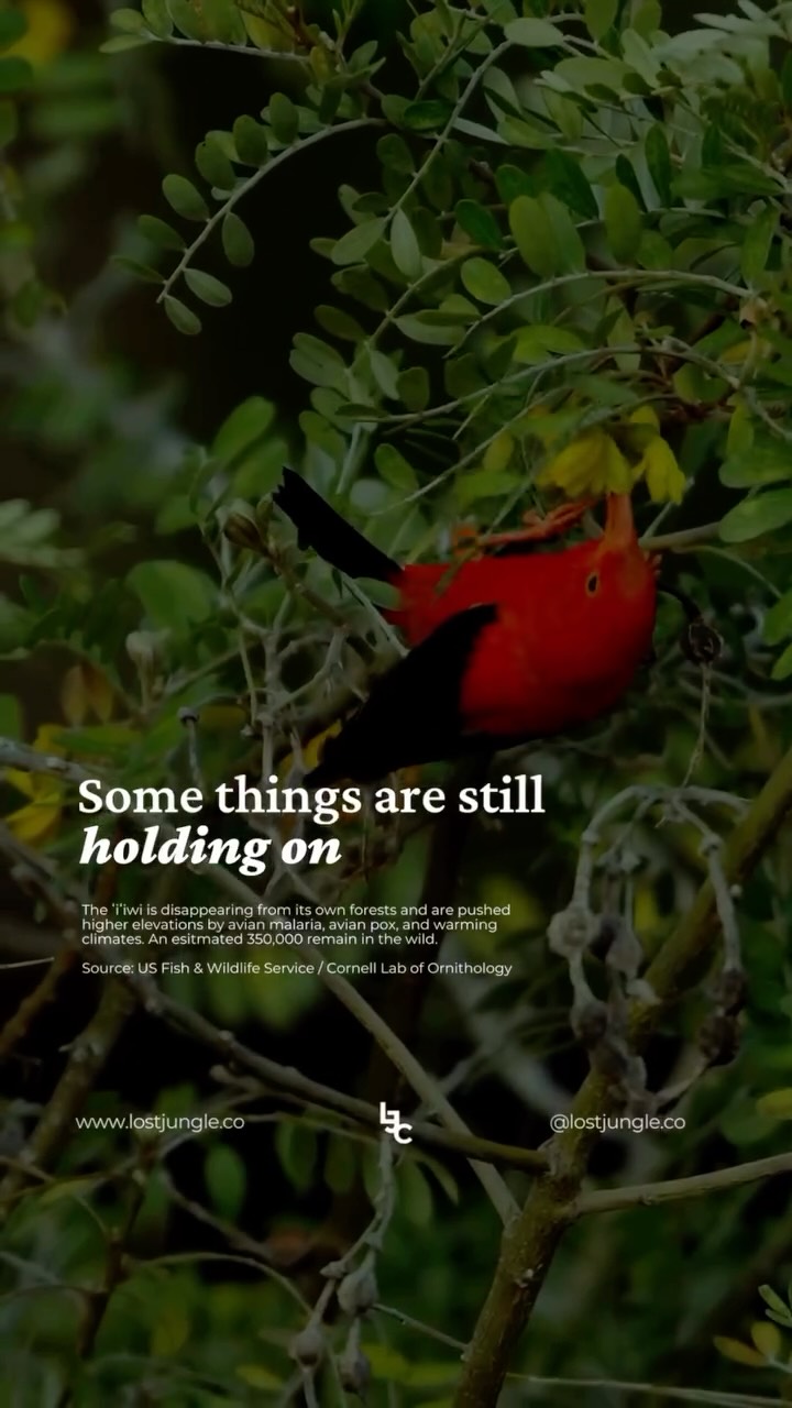 Not everything here is untouched.
But not everything is gone either.
Some things are still growing, still holding, still here—whether people notice or not.
Happy Earth Day.
#lostjungleco #earthday