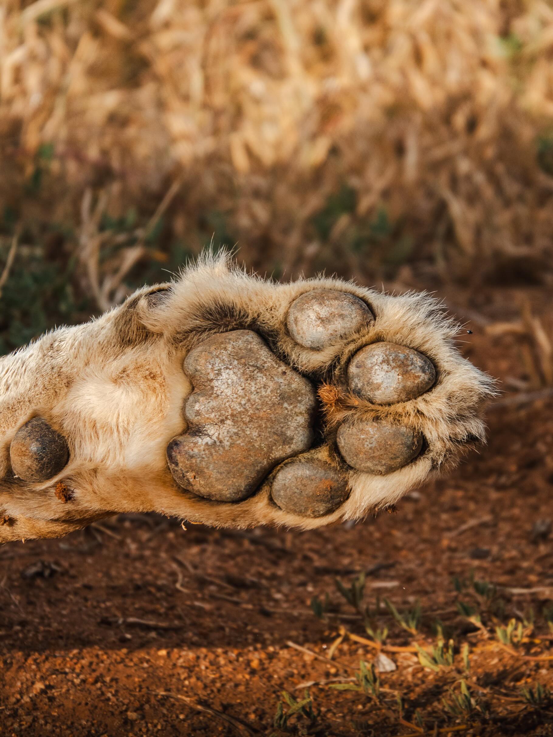 Who’s paw is this? 🐾