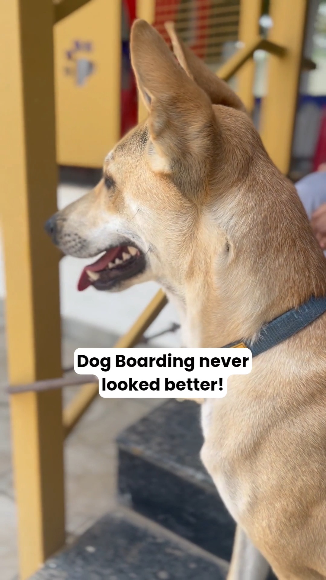 What if your pet's boarding stay felt more like a vacation? 🐾✨
At Cessna Pet Retreat, days are filled with playtime, socialisation, enrichment, swimming sessions, outdoor adventures, cuddles, rest, and plenty of tail wags.
Because boarding shouldn't just be about a place to stay. It should be a place where pets thrive. ❤️
From spacious accommodations and supervised play areas to trained caregivers who genuinely love what they do, every detail is designed around your pet's comfort, safety, and happiness.
🏡 Safe.
🐕 Fun.
💙 Stress-free.
That's the Cessna Pet Retreat experience.
📞 Planning a trip soon? Book your pet's stay in advance and let them enjoy a holiday of their own. Call 76196 34627 today!
#CessnaPetRetreat #PetBoarding #DogBoarding #PetVacation #DogVacation #PetResort #BoardingAndWellness #HappyPets #DogsofIndia #PetParents #PetCare #DogLife #PetRetreat #LuxuryPetBoarding #TailWaggingFun