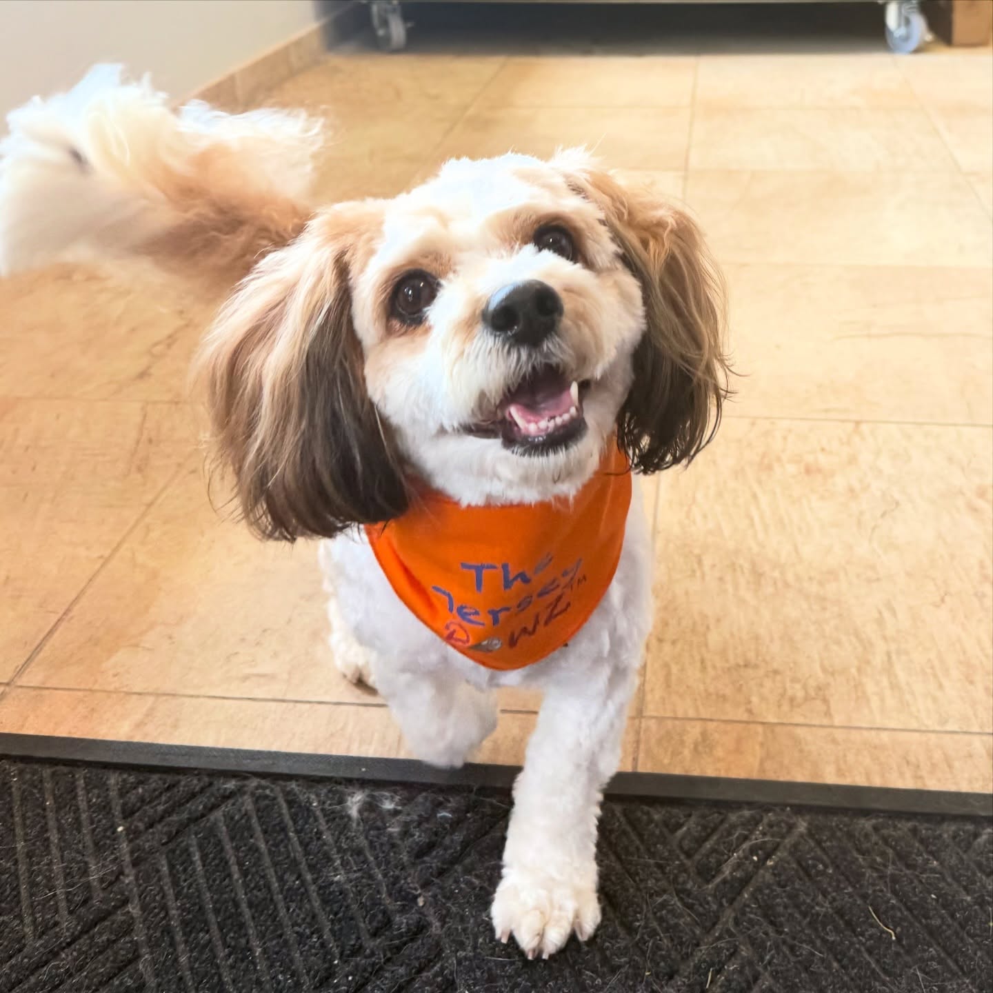 What makes our days even better? Visits from the cutest pups. Oliver stopped in to brighten our day today, grab some toppers, and model our new bandanas. Oliver is welcome any day!! #ExtendTheirStay #SmallBatchDogFood #ShopLocal #Cavachon #Pupstomer
