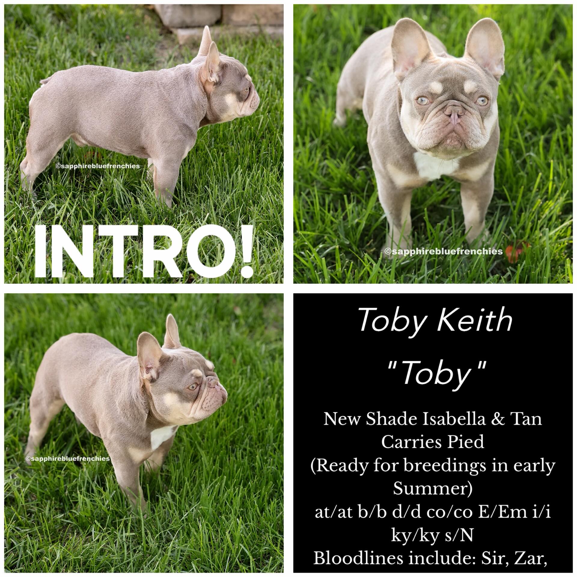 2 PIF INTRO SPOTS LEFT!!
TOBY KEITH
🤠 New Shade Isabella & Tan
🤠 Carries pied
🤠 6 panel clear
If you’re looking for a small and compact stud, he’s the man for the job!
💎 3 pups guaranteed
💎 2 Collections
💎 2 AI’s included for no additional cost if local
💎 Overnight or same day shipping available
💎 Mentoring available if needed
💎 Plenty of references
#newshadeisabella #newshadeisabellastud #newshadeisabellafrenchies #frenchiestud #newshadestud