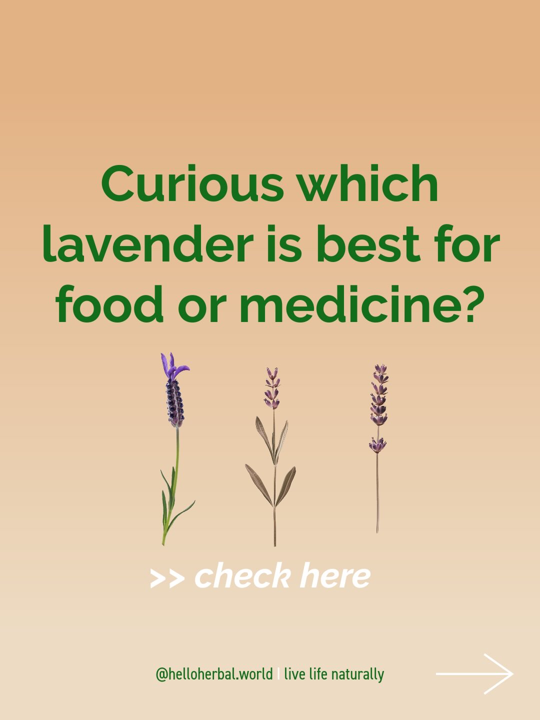 Not all lavender is the same. The lavender sold at most garden centers is often beautiful—but not the best choice for teas, tinctures, or culinary use. Chances are these plants have been sprayed and cultivated with pesticides because most varieties are specifically grown for esthetics.
Before you harvest or consume lavender, know the difference between these 3 common types.
English Lavender vs Spanish Lavender vs Lavandin
👉What lavender are you growing?
💜Don’t forget to follow if you love more tips how to live life naturally
#lavender #lavendermedicine #herbalmedicine #lavendertea #lavenderoil