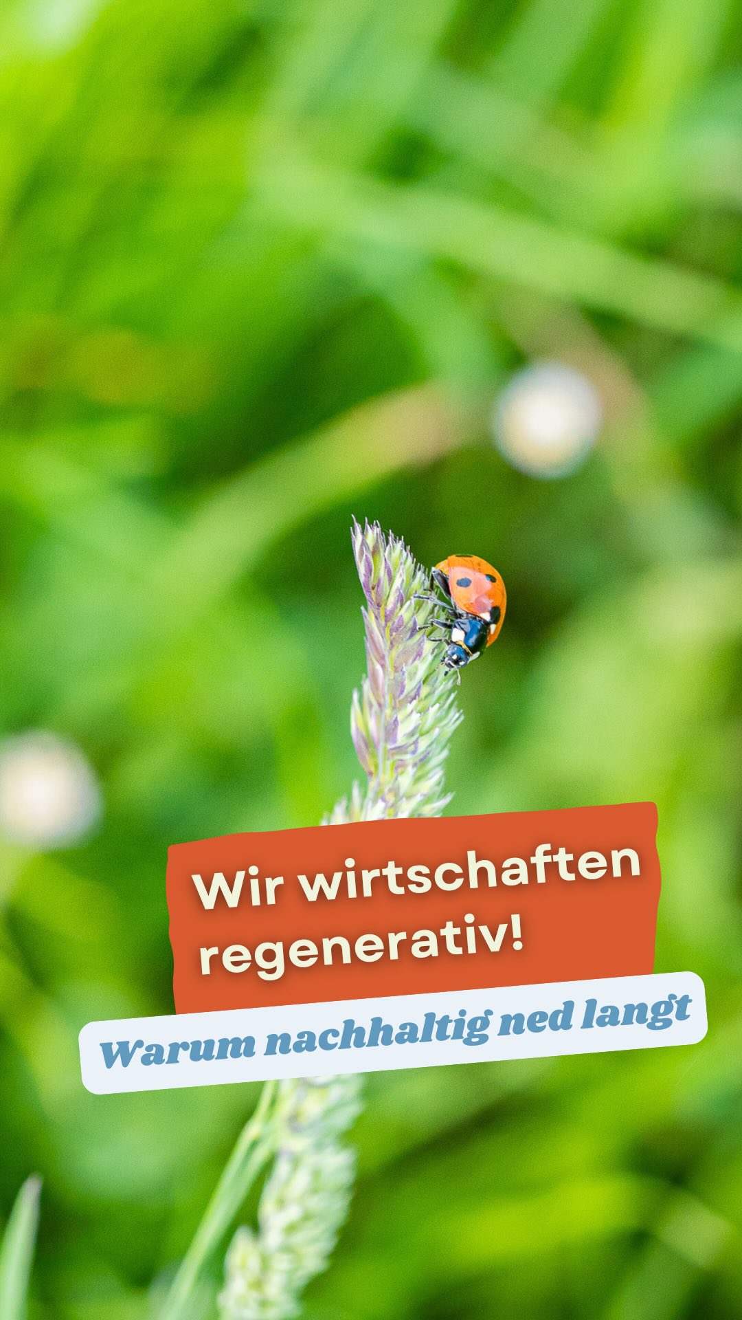 Wir wirtschaften regenerativ. 🌱 Nicht, weil’s grad modern klingt. Sondern weil wir jeden Tag sehen, was unsere Wiesen brauchen.
Nachhaltig wirtschaften heißt: bewahren, was da is. Regenerativ wirtschaften heißt: der Natur zruckgeb’n.
Dem Boden, der uns trägt.
Den Wiesen, die unser Heu wachsen lassen.
Und all dem Leben dazwischen — Pflanzen, Insekten, Wildtiere. 🌼🐝
Denn wenn Sommer ☀️ trockener werden, Wetter extremer wird und die Natur mehr aushalten muss, reicht „nur erhalten“ irgendwann nimmer.
Darum beleben wir unsere Böden, stärken das Bodenleben 🪱, arbeiten bodenschonend, verzichten auf chemische Dünger gehen sorgsam mit unseren Ressourcen um und erhalten Lebensräume. 🐝👍
Weil guads Heu ned von irgendeiner Fläche kommt. Sondern von Wiesen, die gesund san. Von Böden, die leben. Und aus einer Landwirtschaft, die weiterdenkt. 🧑🌾
Für unsere Tiere. Für unsere Heimat. Für alles, was nach uns kommt. 💚