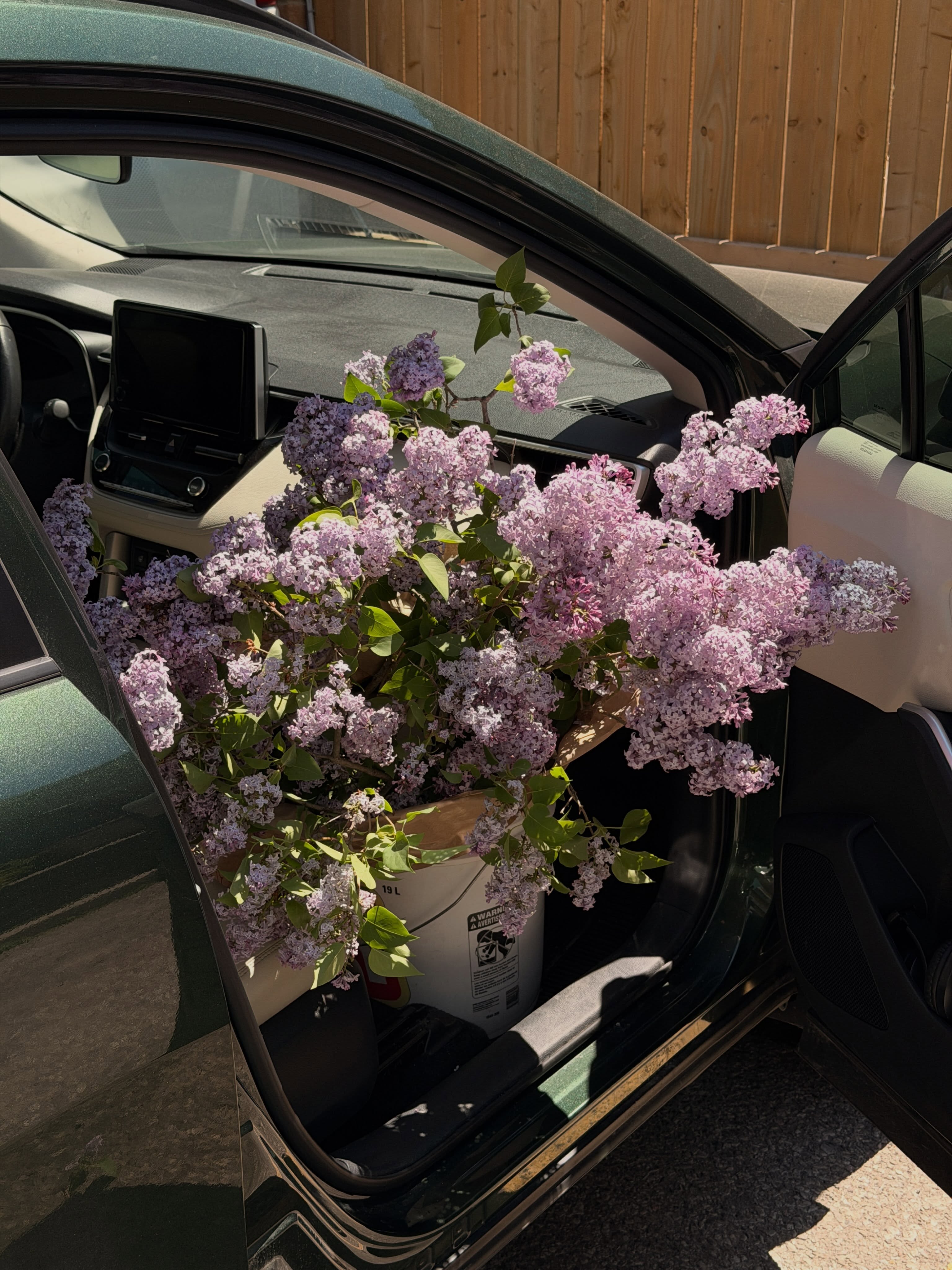 Lilac season, short and sweet 💜