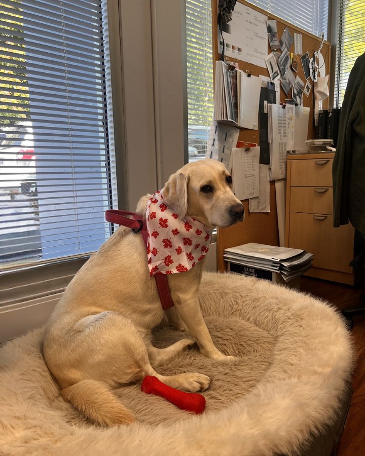 Go team Canada!
Poppy waiting for the game... Then we scored!
#WeCan #TeamCanada #CanadaSoccer #GoCanadaGo #CanadianPride #ProudlyCanadian🎉