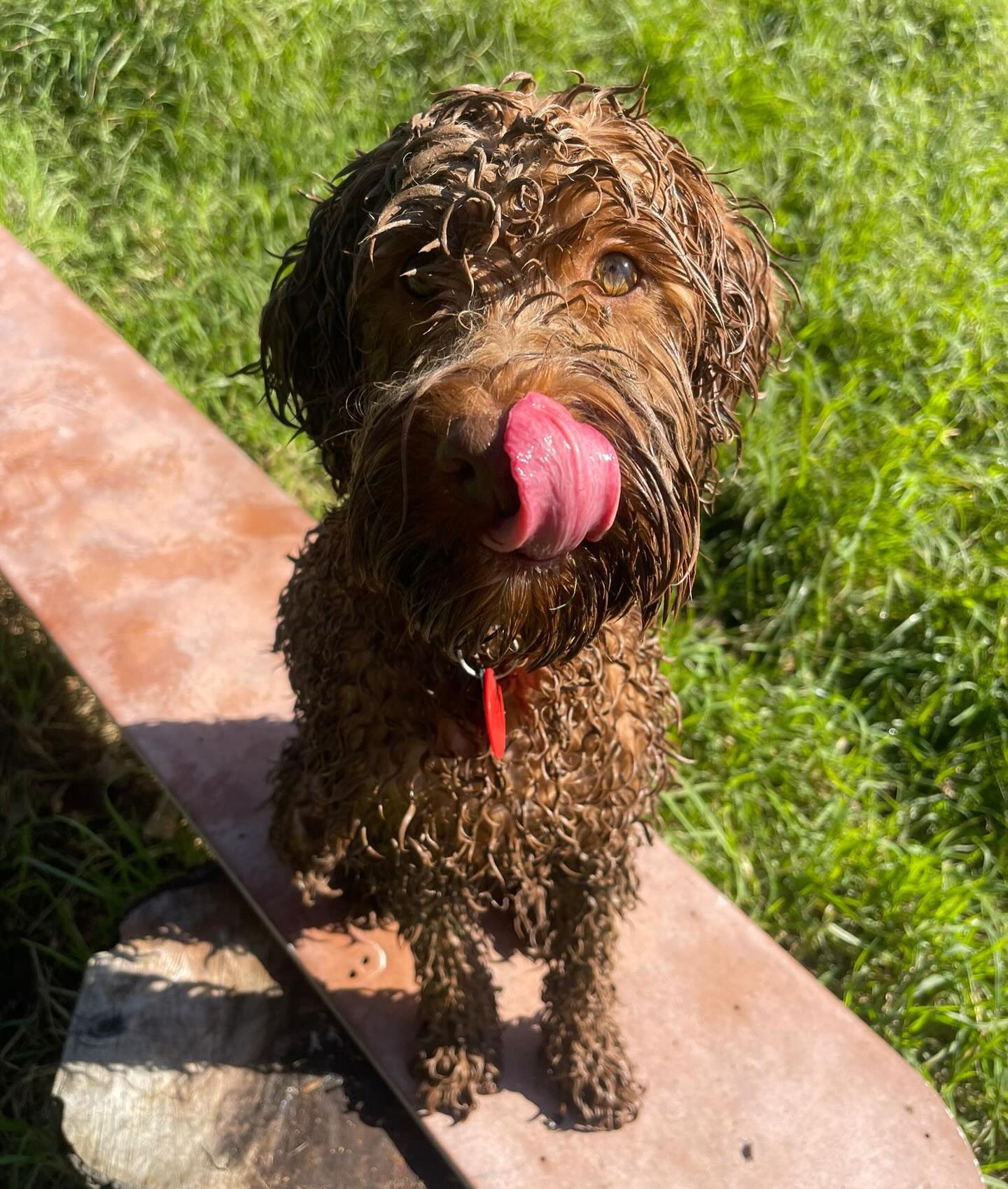 Madness π€ͺπ€£πΆπΎπ
.
.
.
.
.
.
#farmfun #mudfun #farmadventures #dogcare #dogdaycare