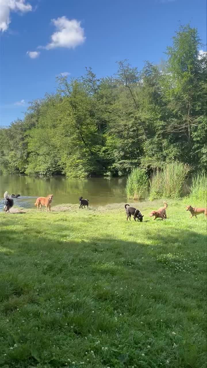 Een heerlijke donderdagochtend wandeling met Lieke, Bennie, Willem, Ozzy, Benji, Bliksem en Hoots 🐶🌳🐾