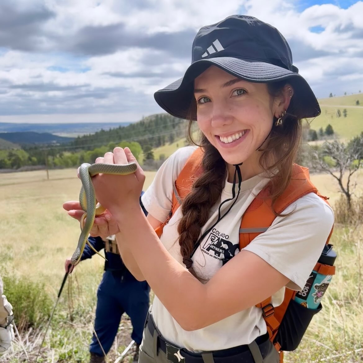 My first time seeing an eastern yellow-bellied racer in Colorado! Great survey @co_parc team!