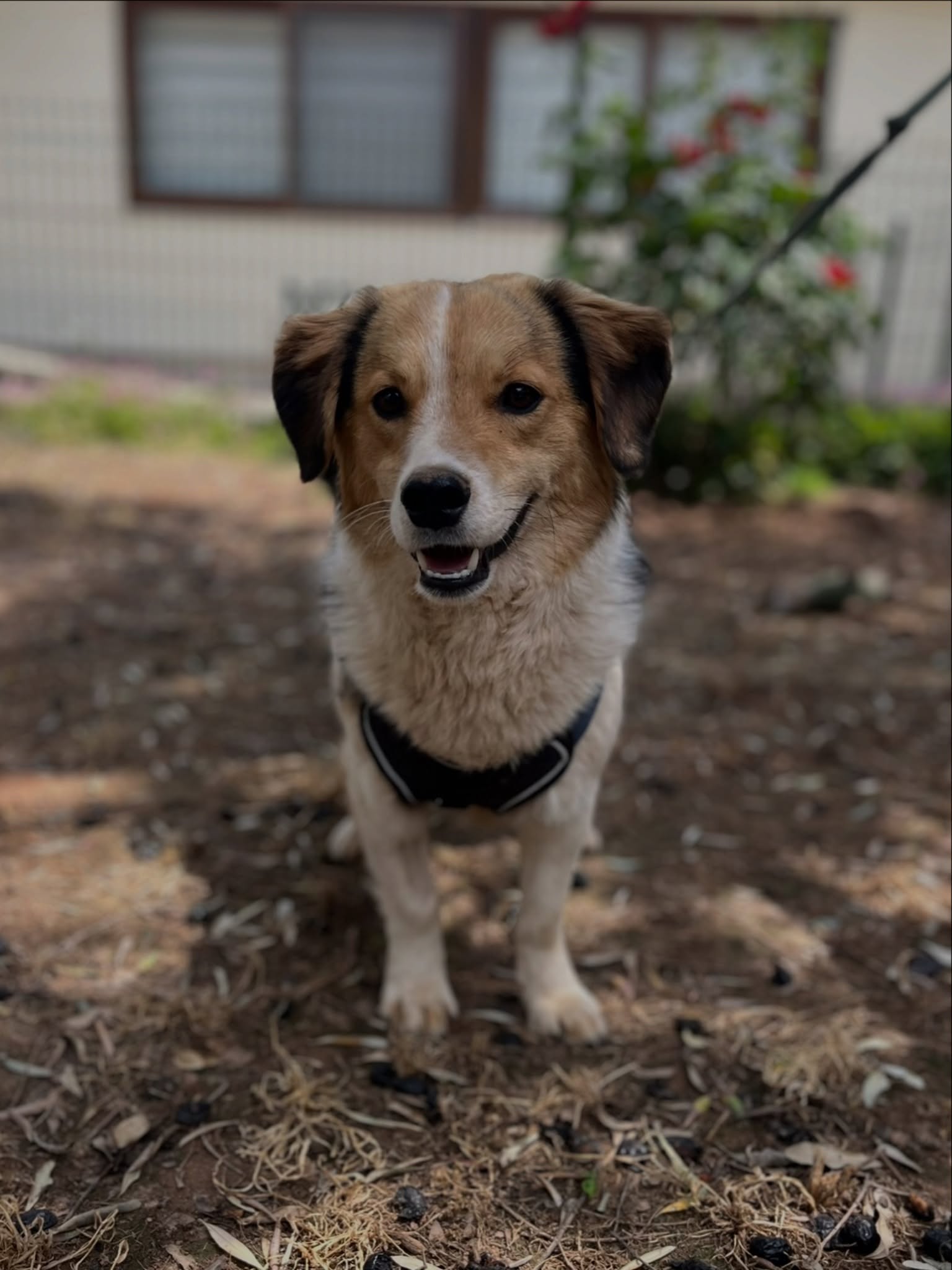 July is around the corner, and these wonderful dogs are getting ready for adoption.
Meet:
1. Crackers
2. Sooty
3. Jane
4. Dyson
5. Sonny
6. Violet
7. Leo
Could your future best friend be among them?
Their profiles will be available on our website soon. Stay tuned and discover whether one of these lovely dogs could be the perfect addition to your family.
#AdoptDontShop #RescueDog #DogAdoption #ForeverHomeWanted #MelezDogRescue