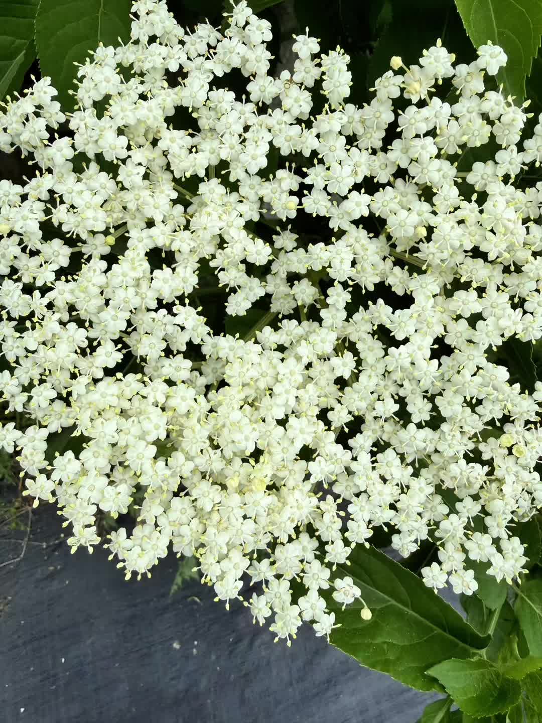 A mindful minute from Dalton Moor Farm
Really we need ‘smelly-vision’ too because the scents are as gorgeous as the sights and the sounds.
#summerfestival #summersolstice #mindfulmoments #sacredspace #vegan #seaham #durham