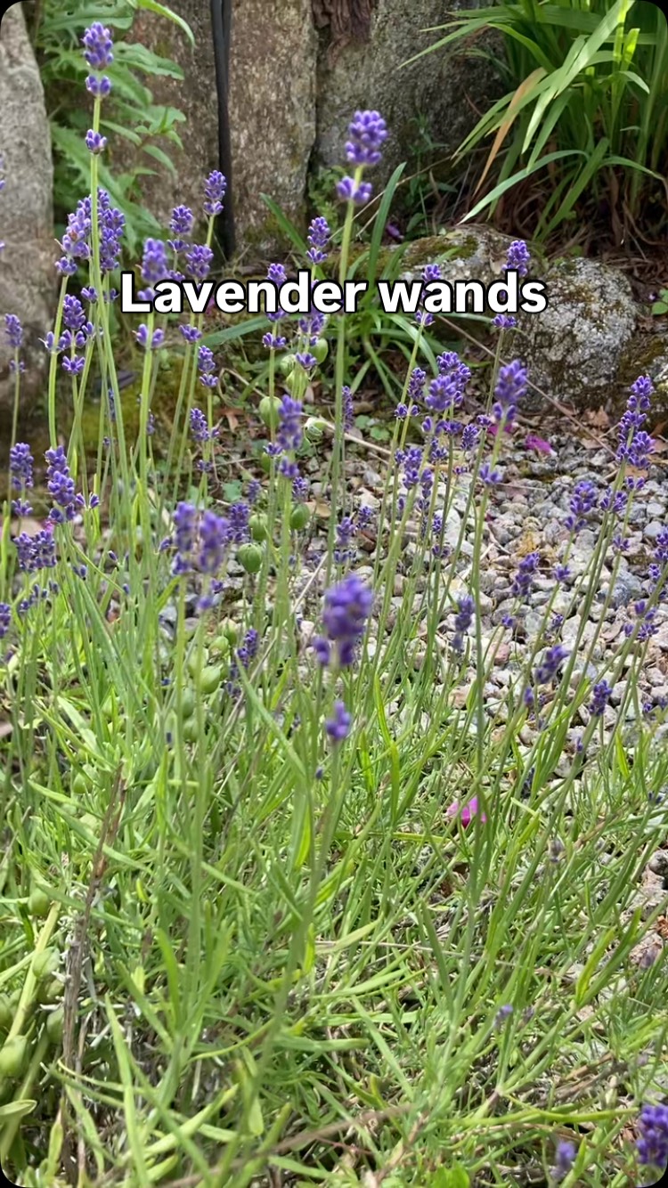 On opening my jumper drawer, a clothes moth flew out, so I decided I needed to make some lavender wands to deter them!
Take an odd number of flowering lavender stems, tie them under the buds, bend the stems down then start weaving with ribbon. Tie it off at the base, tidy the stems and voila!
No need to chuck away any leaves or flowers you’ve discarded, use them in cooking, such as lavender and lemon zest ice cream, lavender cookies, lavender gin, etc!
#plants #creative #lavender #crafts #forage