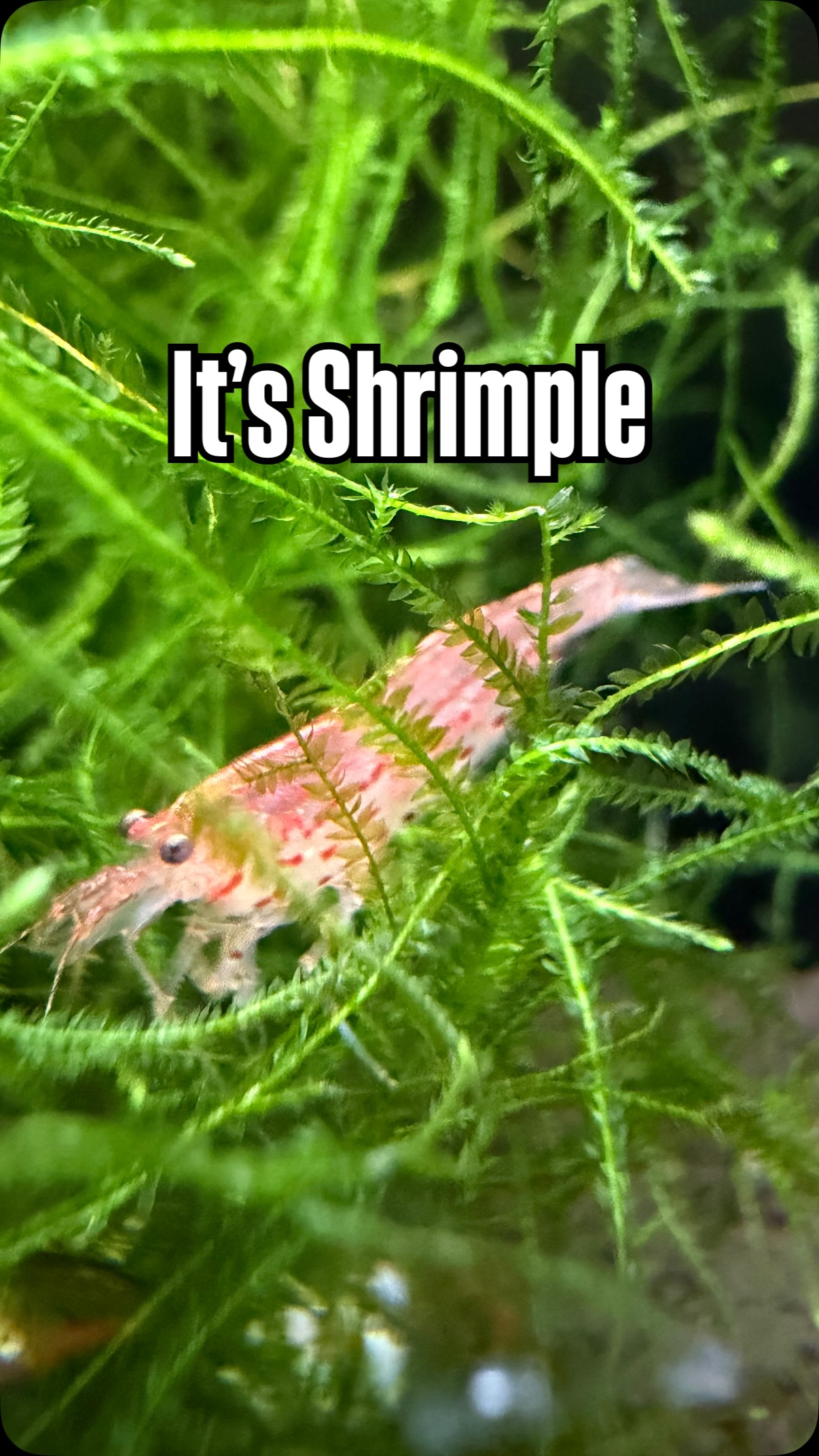 We’re not saying shrimp solve all of life’s problems…
But we’re also not saying they don’t. 🦐😂
Open Tuesday–Saturday 10–6
Sunday 12–5
Closed Monday
Stock list:
https://www.undertheseanc.com/retail-store #aquariumhobby #fishtank #plantedtank #undertheseanc #charlottenc