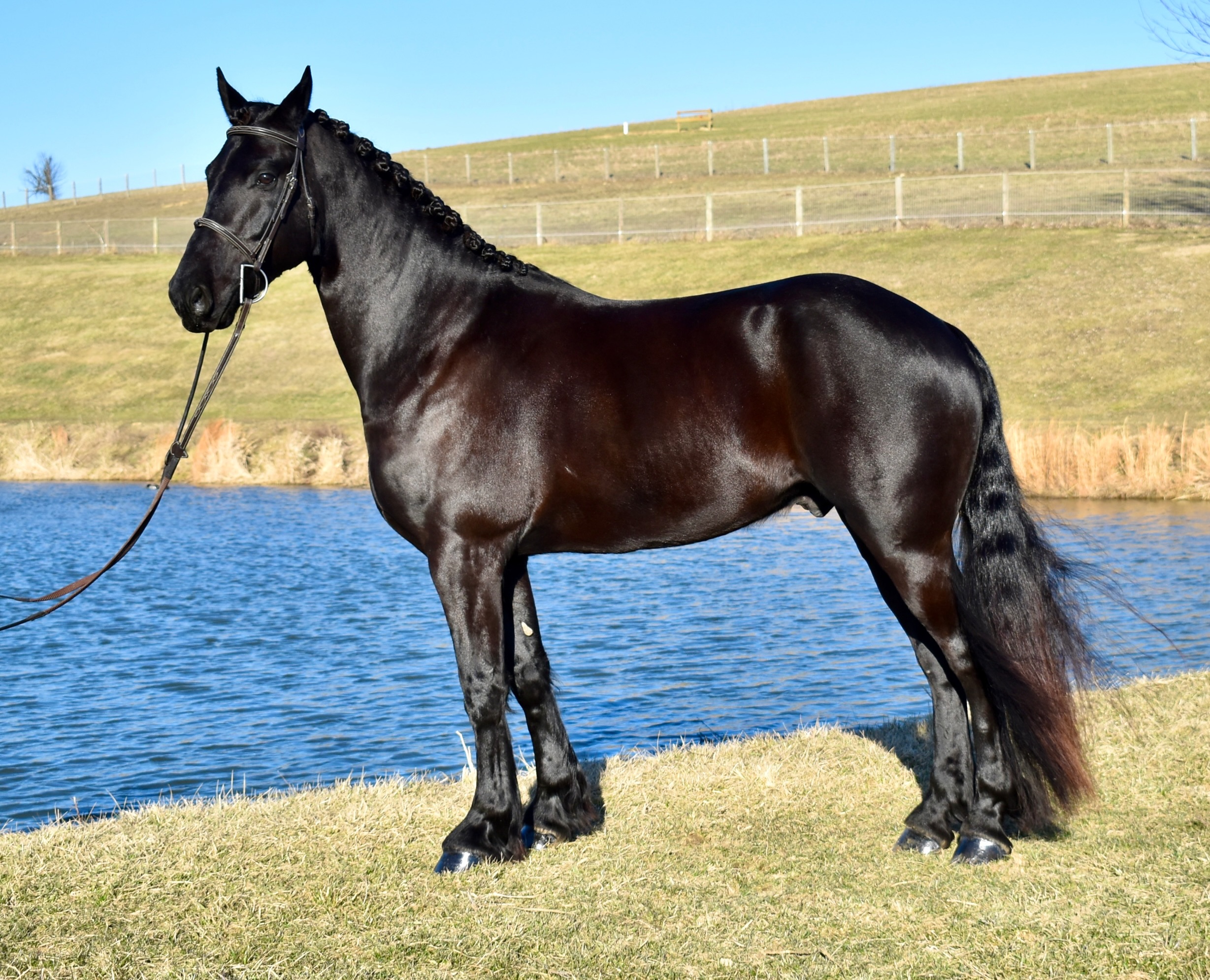 đ¤ The Kind of Horse That Turns Heads Everywhere He Goes đ¤
Meet Denver â an exceptional 5-year-old Friesian cross gelding standing 16.1 hands.
With his flowing mane and tail, jet-black coat, and elegant movement, Denver has the kind of presence that immediately catches your attention. But what truly makes him special is what he offers beyond his looks.
â Well broke to ride and driveâ¨â Western, English & barebackâ¨â Traffic safeâ¨â Trail provenâ¨â Crosses waterâ¨â Driven on state routes and through townâ¨â Lower-level dressage prospectâ¨â Parade and exhibition potentialâ¨â Quiet, willing disposition
Denver is the type of horse that can spend one day cruising down the trail, the next pulling a carriage, and the next stepping into the show ring. He combines beauty, versatility, and a calm mind in a package that is becoming increasingly difficult to find.
Whether youâre looking for a dependable partner to enjoy on the trails, a horse with carriage and elegance for the dressage ring, or simply a beautiful horse that can do it all, Denver deserves a serious look.
đ Fresno, Ohioâ¨âď¸ Nationwide shipping available
đŠ Message us for additional information, photos, and videos.
#twilightfarms #friesian #horseforsale #drivinghorse #dressage