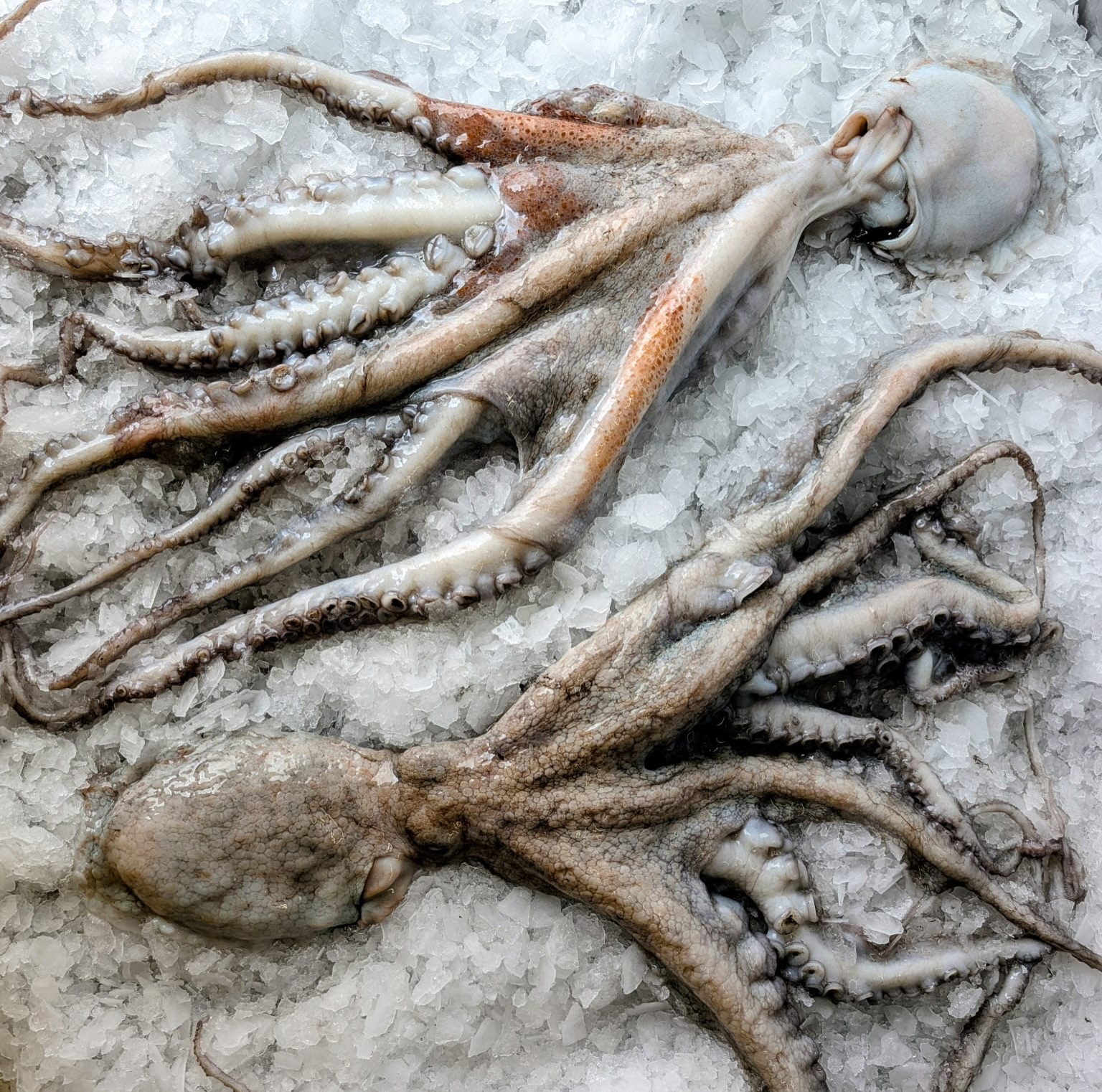 As the weather finally warms up (again) across the UK, we are seeing a fantastic increase in the season’s octopus catch.
Just look at these beautiful, fresh octopuses landed on the South Coast.
With availability on the rise, now is the absolute perfect time to introduce this incredible seafood to your summer specials.
Whether you’re planning a classic char-grilled Mediterranean dish, a crisp seafood salad, or a show-stopping small plate, the quality of this catch will truly speak for itself.
As always, talk to the team to be in the know for the catch of the day and to gain access to the best deals from your local, independent, family owned fish suppliers.
#Octopus #UKSeafood #ChefsOfInstagram #manchesterchefs
