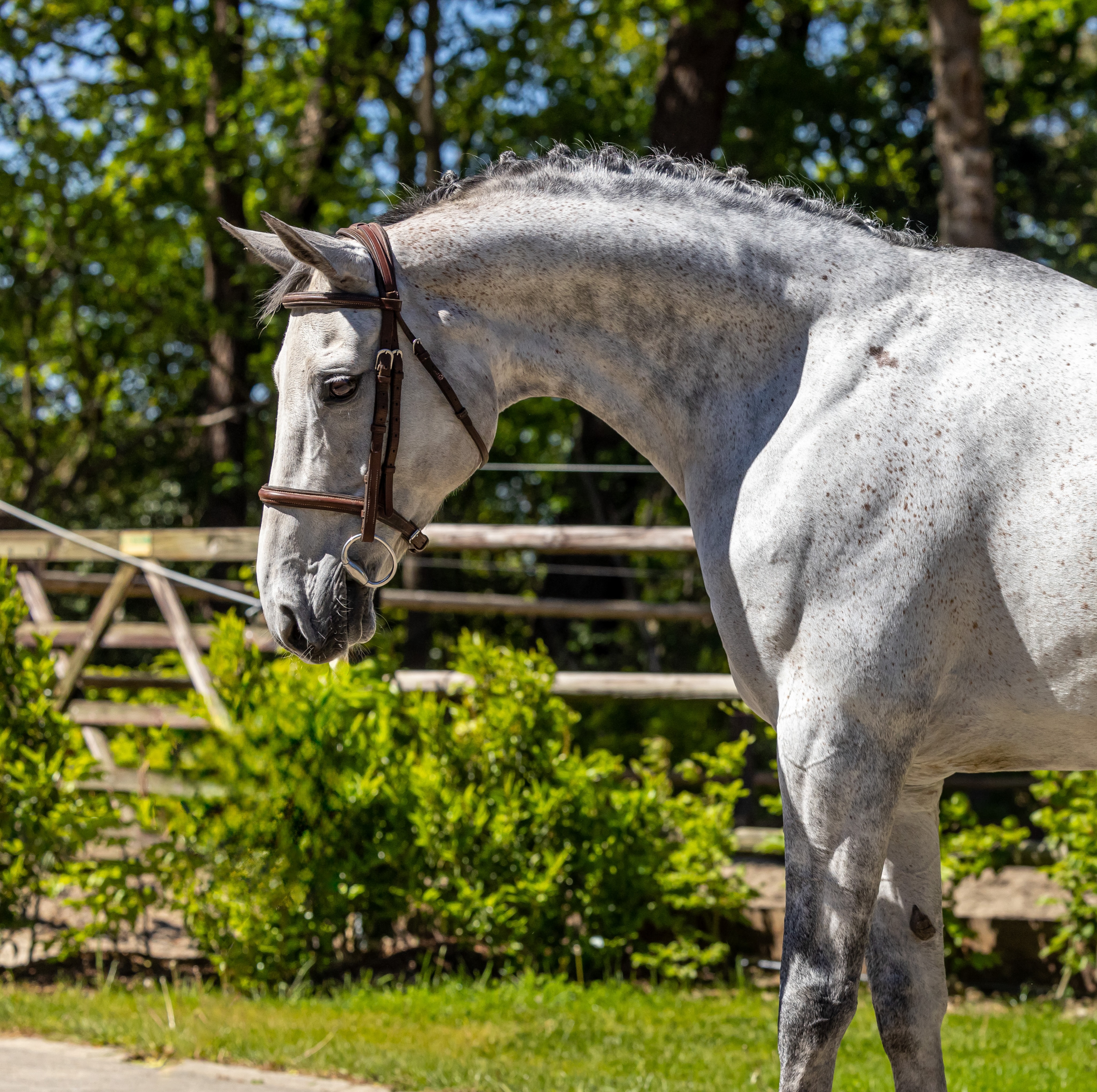! Heads up!
A handful of very good boys and girls available at ridiculous prices before we present the next round of new in the barn!
1. ⭐️ KONNIE ⭐️ Junior/ Amateur Jumper saint, 1.30 experience, 16h 10yo mare, junior or amateur dream come true - Packer automatic sweetheart. Bombproof and OK novice.
2. ⭐️ *ULTRAVOXX* ⭐️ Jumper, GP 1.35+ potential. Small but mighty 6yo mare x Catoki, 16hh and a half. Best brain ever and real scope for her size. Never backs down. Dam jumped 150, first brother jumped 150. Flawless lead change.
3. ⭐️ LOCCO ⭐️- 16.2h 5yo gelding Hunter. Basically ring ready at this point, just needs a couple weeks of polish stateside. Auto changes, auto everything, scope for 3’6, cute mover, good X-rays and vet.
4. ⭐️ PUSHUP ⭐️- 16.3h 5yo gelding x Chacoon. Scope and step for either the GP or the big Hunter rings. Has some blood. Great brain, great talent, great X-rays.
All under well under mid 5 eu and open to offers on a couple. GREAT brains guaranteed on all. Send a message 💫