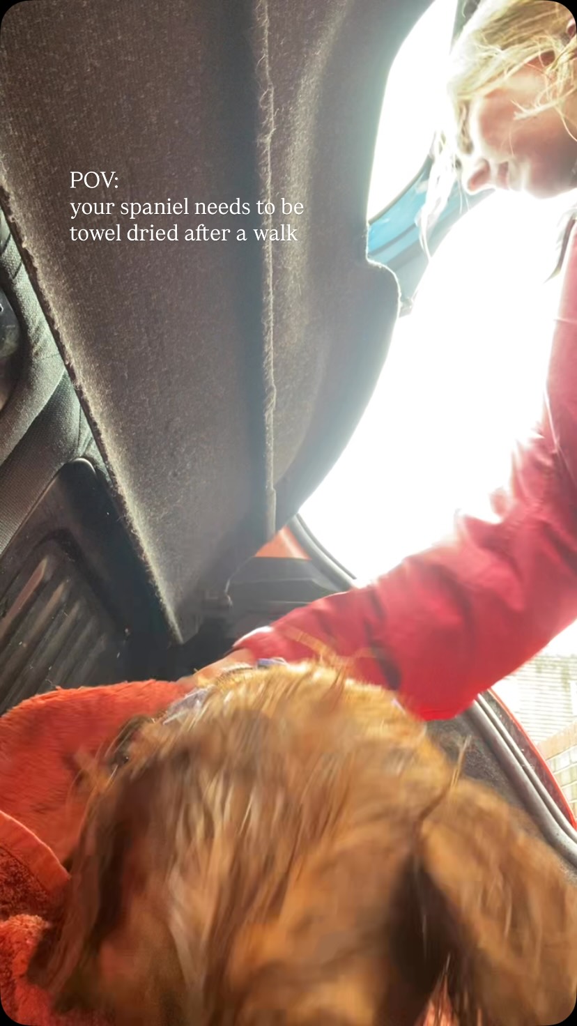 POV: your spaniel needs to be towel dried after a walk,
snacks included π
#dogsarethebest #dogsdaily #spanielofinstagram