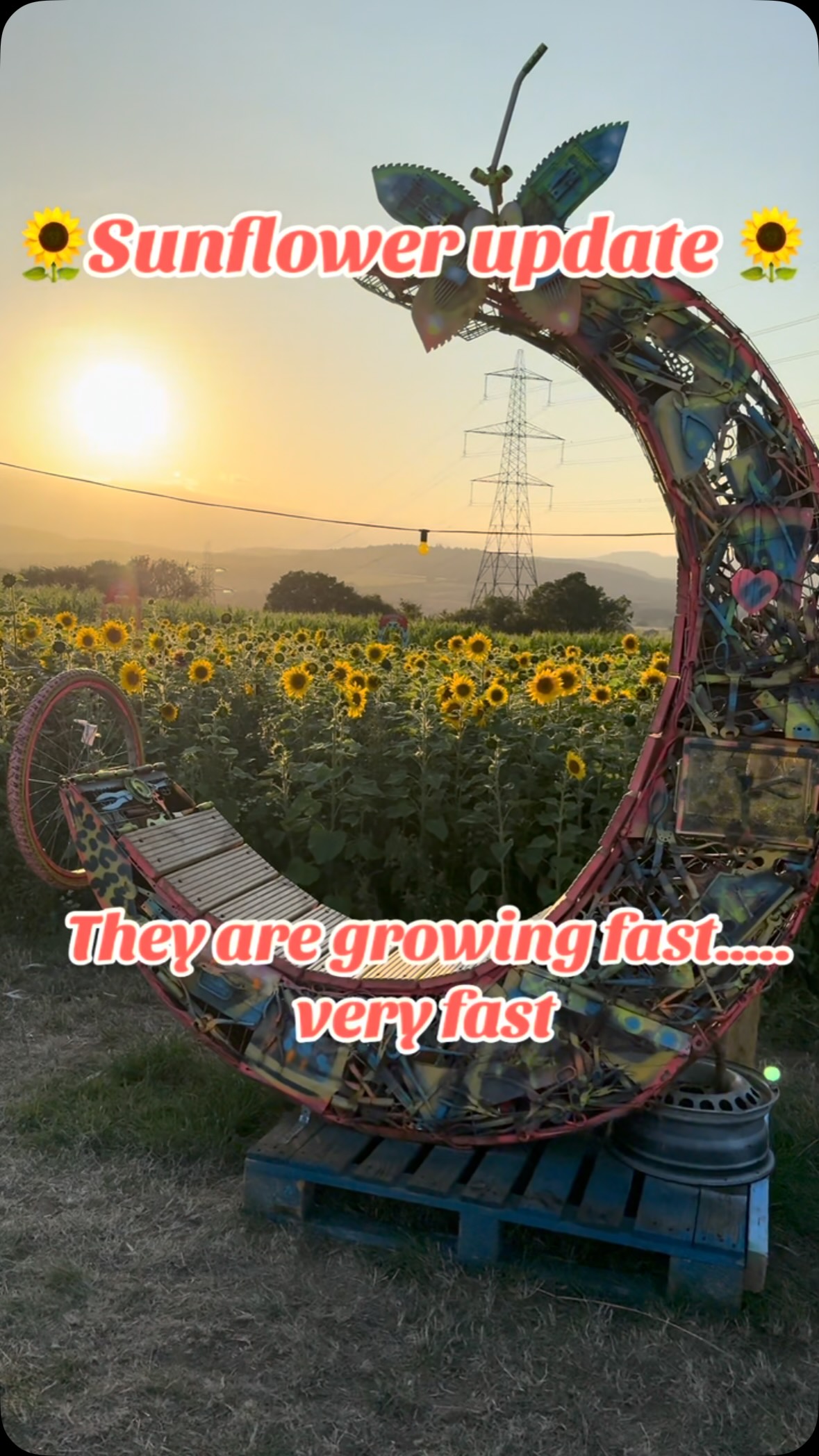 The Sunflowers this year are growing extremely well! We are happy to announce that in our opinion….. Sunflowers will be in bloom for our Cider and Food Festival opening weekend, 31st July to 2nd August!!