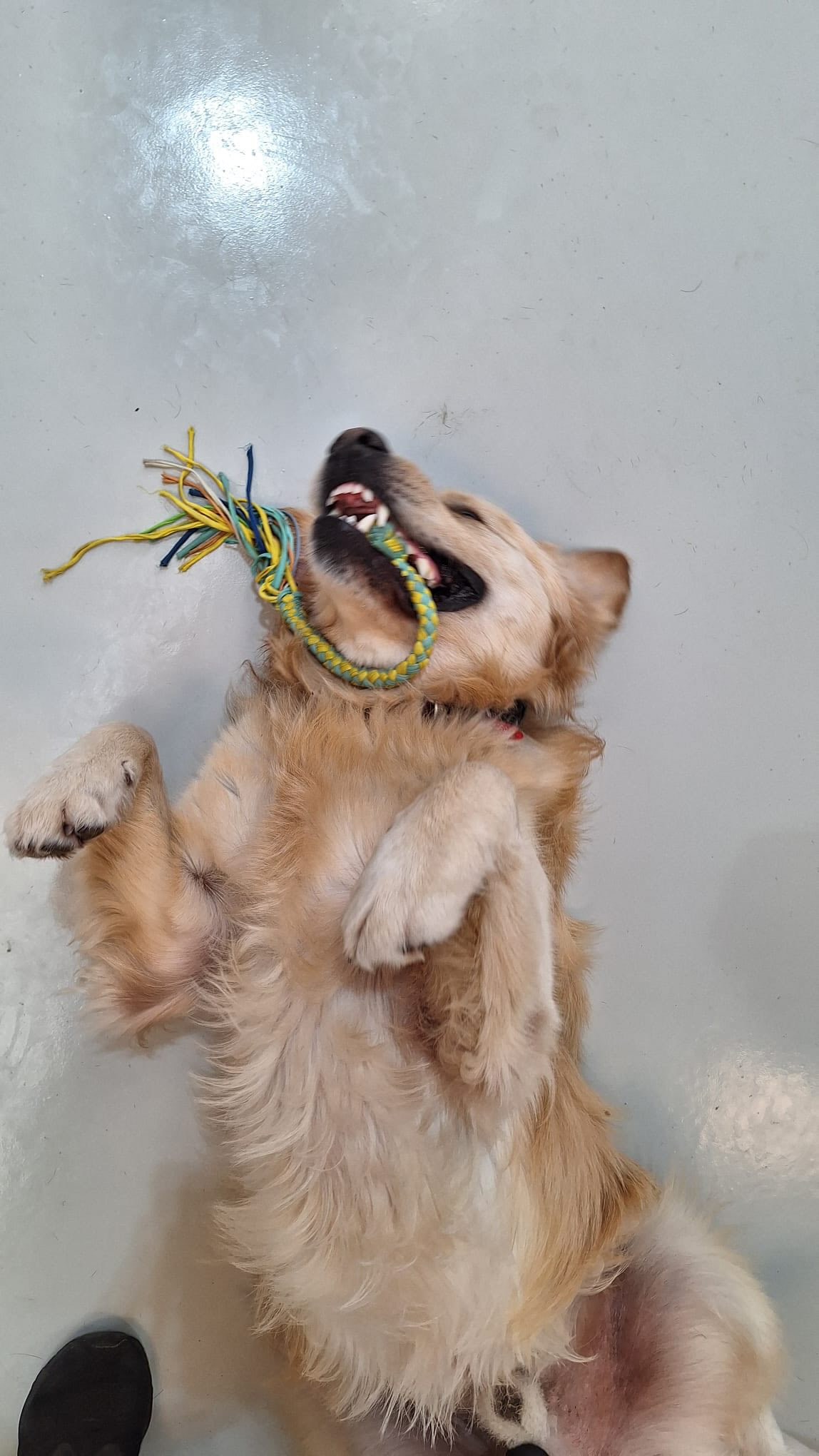 What a crazy Thursday π€ͺπ₯³πΎπΆπ
.
.
.
.
.
.
#dogfun #fun #doggydaycarefun #dogdaycarefun #dogsofauckland