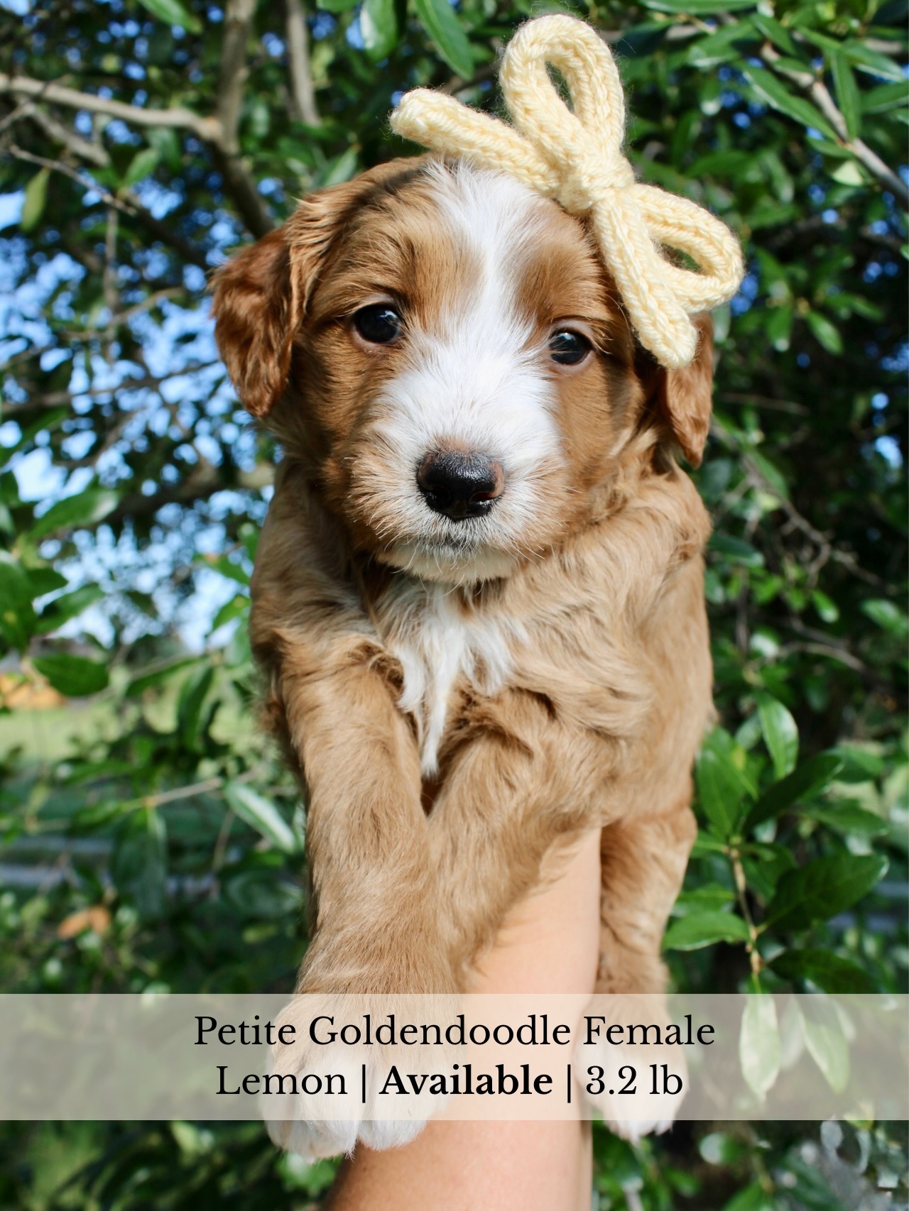 Summer Lovin’- Week 5 ☀️
These sweet Goldendoodle babies are officially 5 weeks old and growing like weeds! Their personalities are really starting to shine, and they are becoming more playful, curious, and confident every day🤭
One thing is for sure.. they LOVE food! 🍽️ They get so excited at mealtime and are doing great with the transition to puppy mush. This week is another big milestone as they’ll begin spending more time exploring outdoors, experiencing new sights, sounds, smells, and textures as part of their early socialization! 🐮
It’s amazing to watch them learn and grow each day! We can’t wait to see how these little personalities continue to develop over the next few weeks! 🩷 Message us for information on availability and to reserve your future best friend!
#GoldendoodlePuppies #CentralTexasDoodles #GoldendoodleLife #PuppyLove #DoodlePuppies