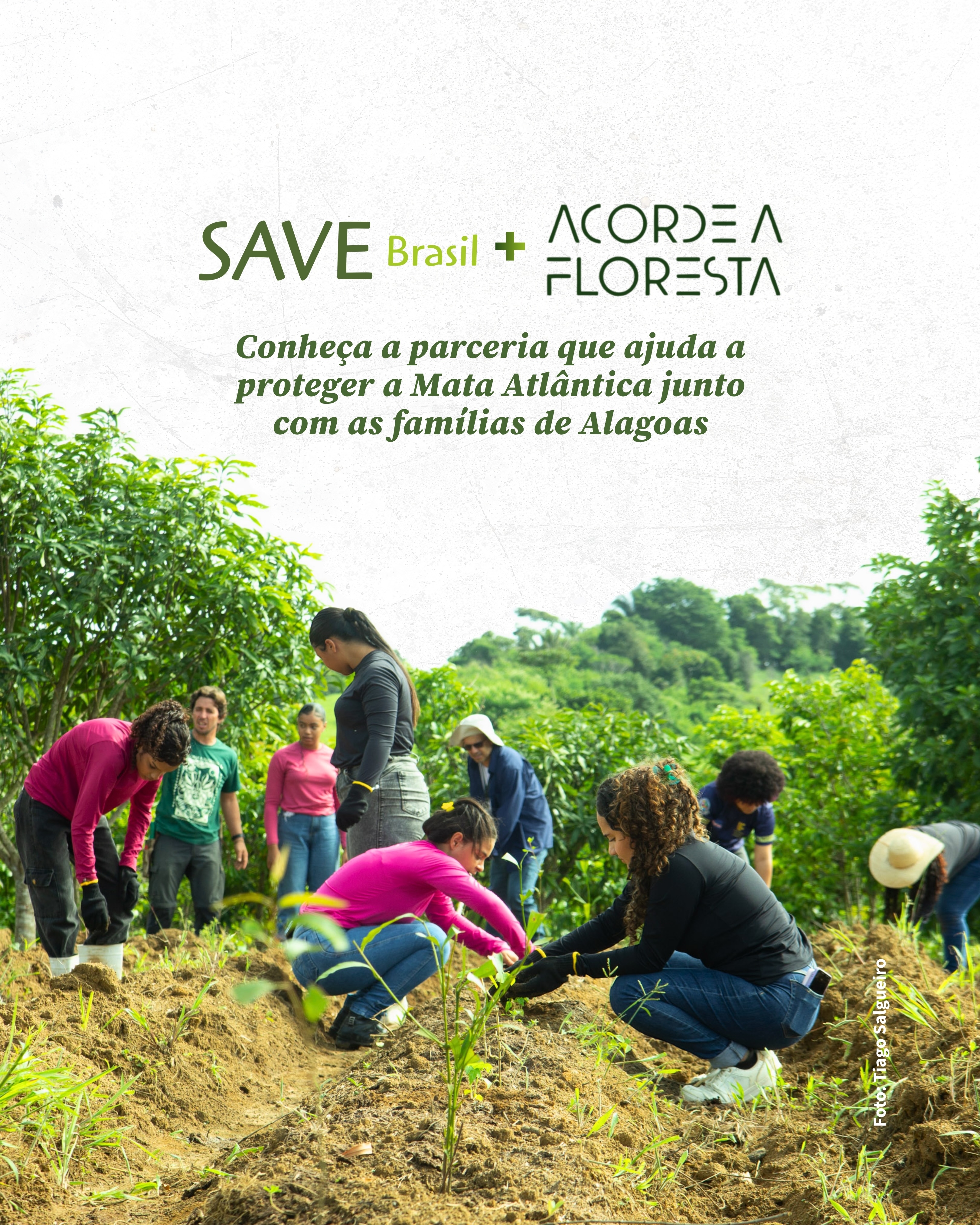 Conservar a Mata Atlântica do Nordeste também é fortalecer quem vive nela. 🌳💚
É com essa visão que a SAVE Brasil e o Coletivo Acorde a Floresta vêm construindo, desde 2022, uma parceria voltada às Agroflorestas Amigas de Pássaros e Pessoas (AAPPs) na região da Serra do Urubu-Murici, entre Alagoas e Pernambuco.
Ao longo dessa trajetória, foram fortalecidas e implantadas 8 agroflorestas, unindo conservação da biodiversidade, agricultura familiar, recuperação de áreas degradadas, geração de renda e formação de redes locais.
Na prática, isso significa apoiar famílias agricultoras, promover assistência técnica, realizar mutirões, incentivar o plantio de espécies nativas e criar oportunidades para que a floresta em pé também gere benefícios e se beneficie da presença das pessoas que vivem ali e cuidam dela.
Essa parceria que acontece por meio do #ProjetoMataAtlânticaDoNordeste da SAVE Brasil, do coletivo, instituições e parceiros locais, ajuda a construir caminhos para que aves, florestas e pessoas possam prosperar juntas.
👉 Deslize para conhecer um pouco mais dessa história.
-
📸: @tiagosalgueiro