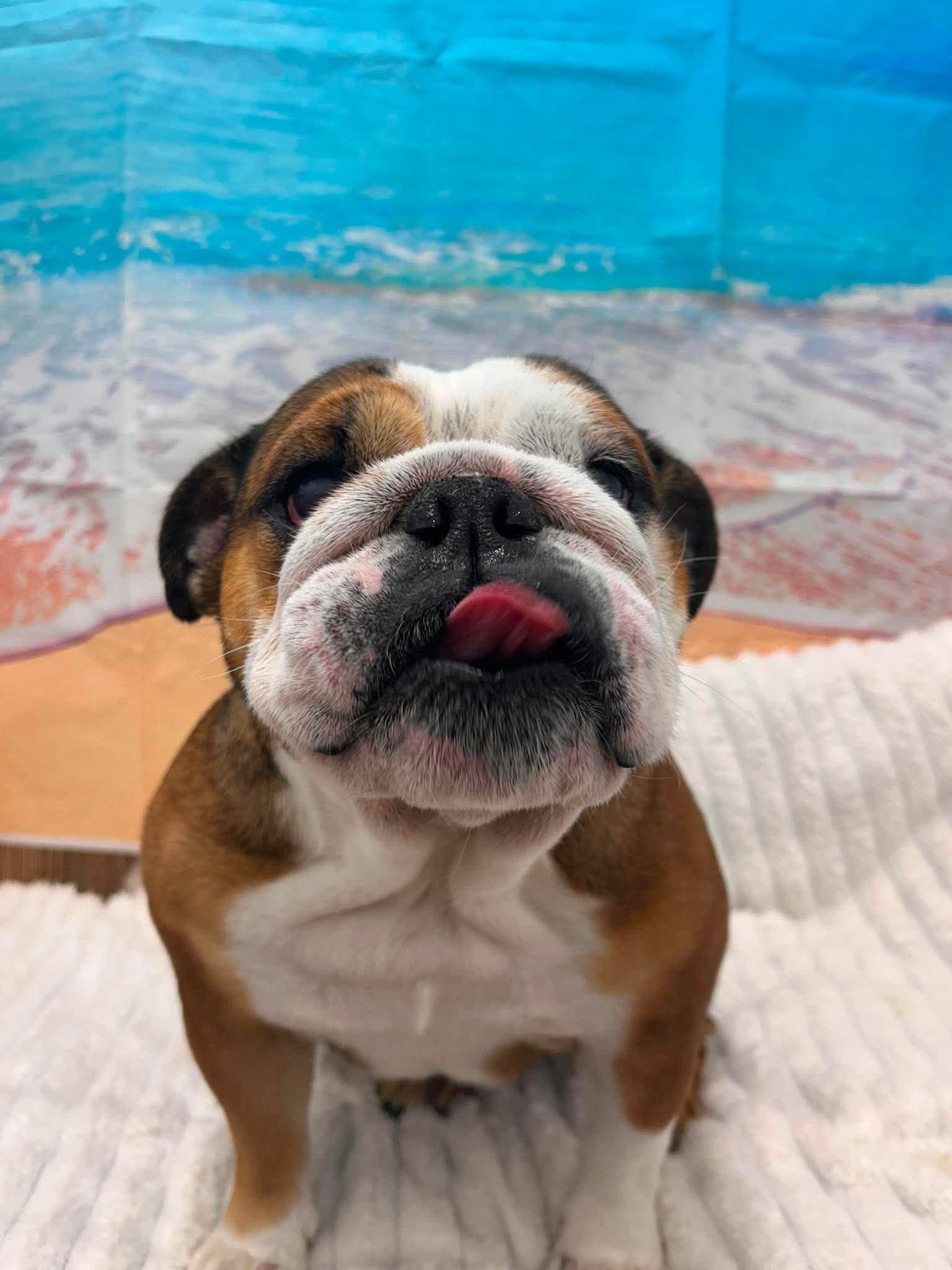 We’re bringing the summer vibes ☀️🌊 but our weather says otherwise ☔️🤦🏼♀️ Bring back the sunshine please!
✂️Groomer credit: Sophie
🩵Dolly
🩵Maple
🩵Bonnie
🩵Bert
🩵Millie
🩵Johnny
🩵Albie
🩵Mable
🩵Bella
🩵Leo
📞 01582 353603
🌐 www.royalsdoggrooming.uk