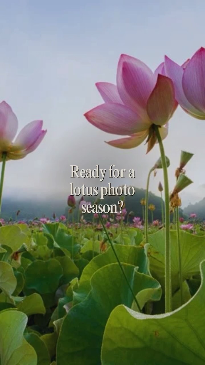 🎊🪷 Yamasa Kamaboko Lotus Garden (Yumesaki Hasu no Kaen) in Yumesaki, Himeji, is home to a stunning lotus field that blooms every summer. ✨📸 If you're a photographer or simply love taking pictures, consider joining their annual Lotus Instagram Photo Contest! 🏡You are eligible to apply if you are currently living in Japan. The contest runs from June 1 to July 31, 2026. ⏭️To participate, follow @yamasanpo_official and share your lotus photos using #ヤマサ蓮の花2026.ℹ️For contest details and updates, please refer to their website.
🍥☺️This beautiful garden is managed by Yamasa Kamaboko, 🧭a local seafood processing company. 🛒While you're there, be sure to stop by their nearby shop and sample their authentic kamaboko (Japanese fish cakes), available in a wide variety of flavors and styles‼️
🥰Whether you're visiting for the breathtaking lotus blossoms or the delicious kamaboko, this is a destination that won't disappoint!
Yamasa Kamaboko Lotus Garden
📍 327-016 Okimoto, Yumesaki-cho, Himeji, Hyogo
🌐https://www.e-yamasa.com/special/2025/lotus.html
📅 Open: June 1 – July 31, 2026
💰 Admission: Free
🚗 Parking: Free
#lotus #hyogo #himeji #yumesaki #yamasa #photocontest #japan #lotusinjapan #蓮の花苑 #兵庫 #日本の花 #蓮の花