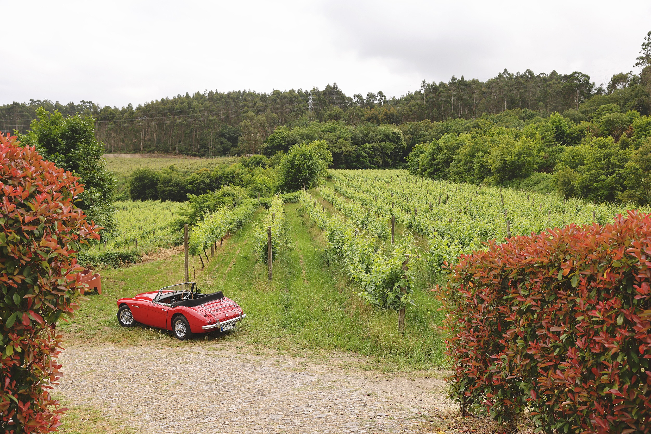 Entre vinhas que parecem guardar o tempo, há uma beleza serena que nunca muda. No meio da paisagem, há detalhes que ligam passado e presente, lembrando-nos que a natureza continua igual a si própria — simples, autêntica e intemporal. 🍇👒
__
EN
Among vineyards that seem to guard time, there is a serene beauty that never changes. In the midst of the landscape, there are details that connect past and present, reminding us that nature remains true to itself — simple, authentic, and timeless. 🍇👒
#QuintaDosEncados #RegiaoDemarcadaDosVinhosVerdes #Enoturismo #SpringInTheVineyard #PortugueseWine