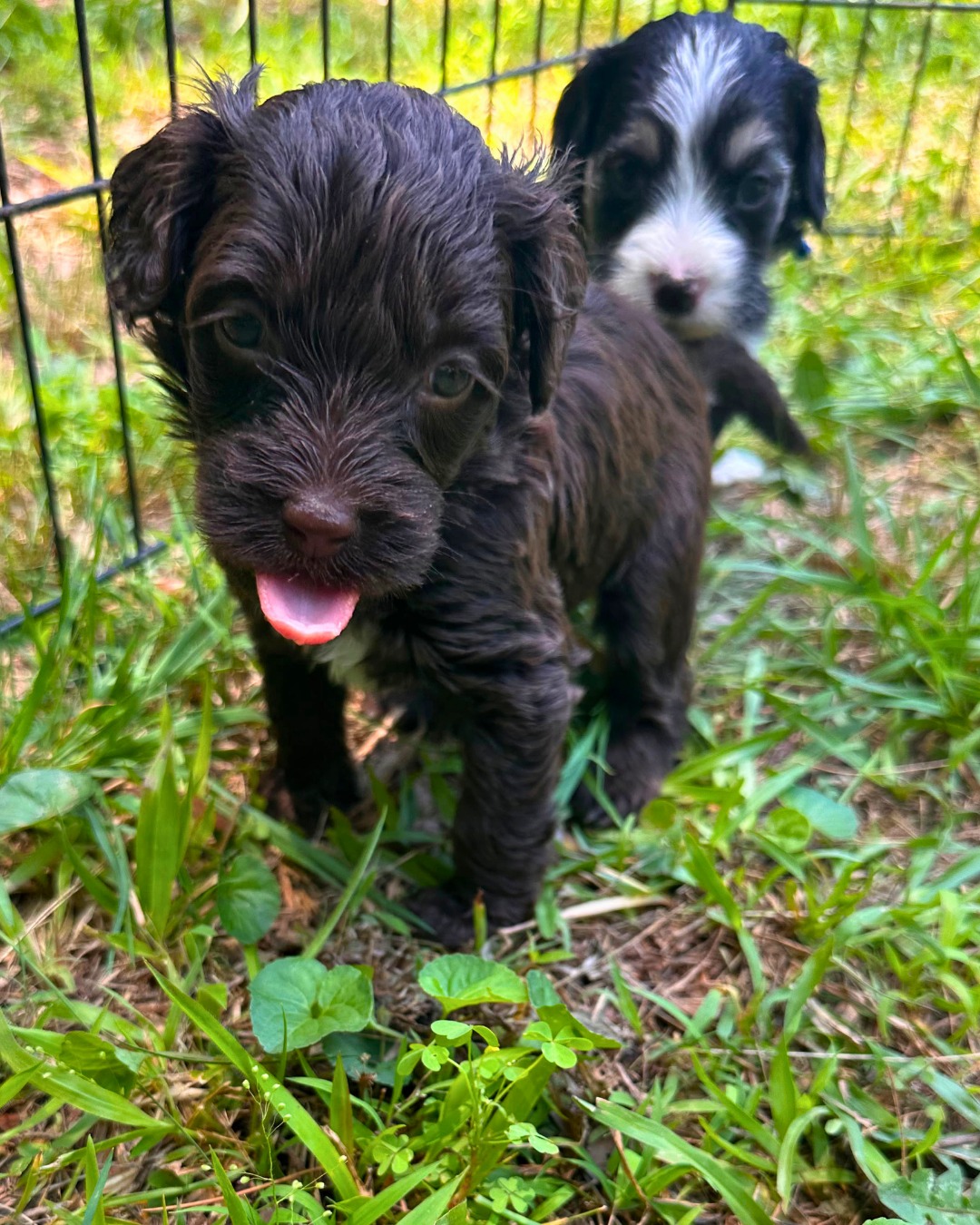 Can you even handle this face? 🥹🌿
Comment a "🤎" if this sweet puppy gaze just melted your heart!
#PuppyMilestones #BernedoodlePuppy #BernedoodleFirsts #BernedoodlesOfInstagram