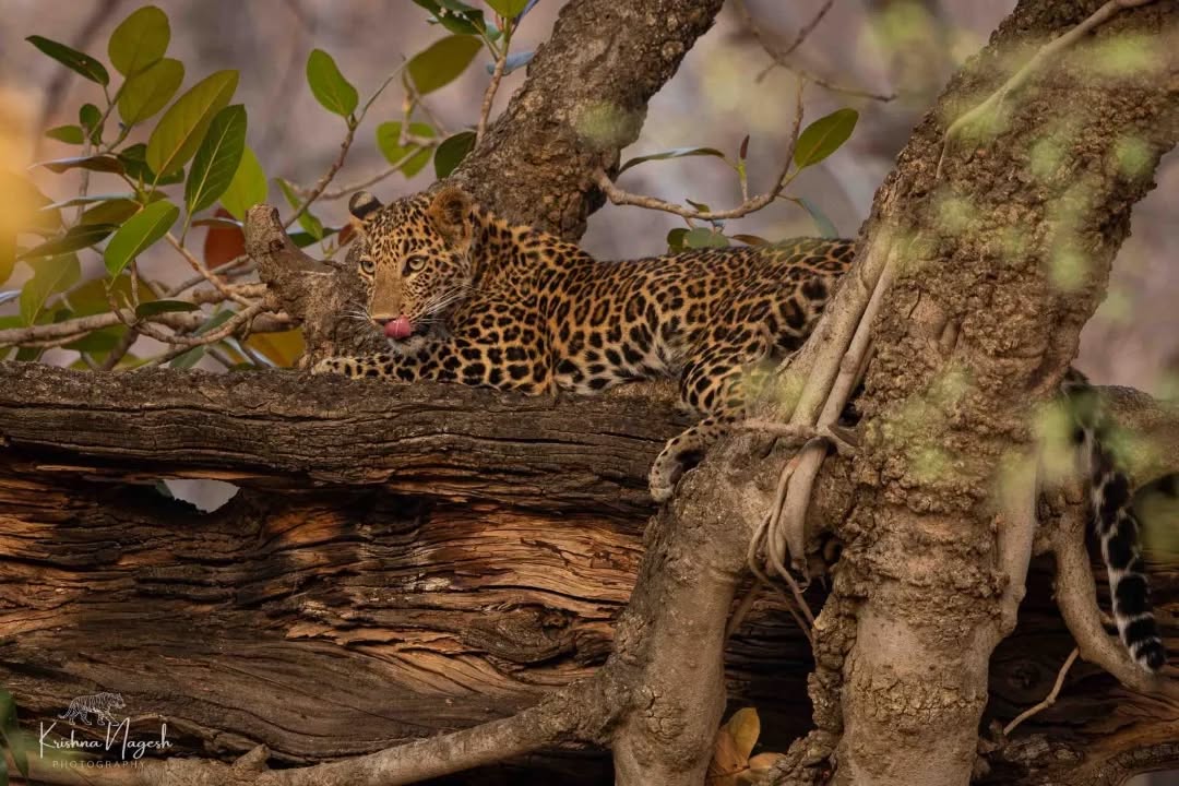 The Phantom of the Forest
Silent. Stealthy. Striking.
A leopard sighting is always special—not because it's rare, but because these magnificent cats have mastered the art of staying unseen. With unmatched agility, razor-sharp instincts, and a presence that commands respect, the leopard is one of the most fascinating predators of the wild.
Every step it takes tells a story of survival, patience, and power. Whether resting on a rocky outcrop or moving effortlessly through the wilderness, this elusive big cat reminds us why nature never fails to amaze.
Moments like these are what make every safari unforgettable. The thrill of spotting a leopard in its natural habitat is something that stays with you long after the journey ends.
✨ Have you ever seen a leopard in the wild? Share your experience in the comments below!
📍 Ranthambore Tiger Machan
#ranthamboretigermachan #leopard #leopardsighting #wildlifephotography #ranthambore