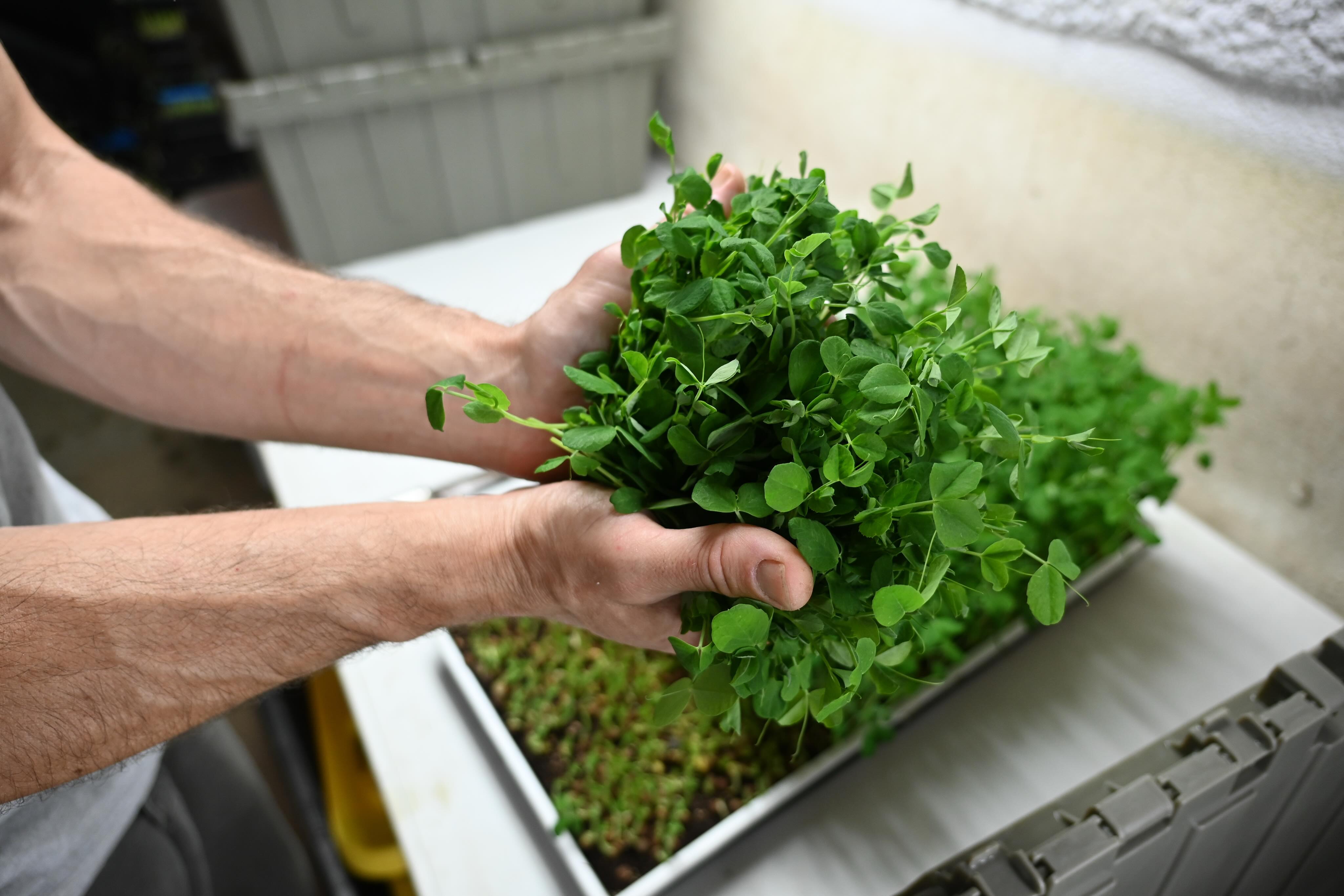 Justin, our micromanager, spends a lot of time with these making sure they’re just right. Microgreens have more nutrients than their mature counterparts, making them a fun little superfood to add to your every day diet. This week Justin has grown organic Peashoots, Purple Radish and (everyone’s favorite) Sunflowers. Look out for us Saturday @westriverfarmersmarket and Sunday @ludlowfarmersmarket and @putneyfarmersmarket to get some. 🌱💕
📷 @lindsayrichardphoto