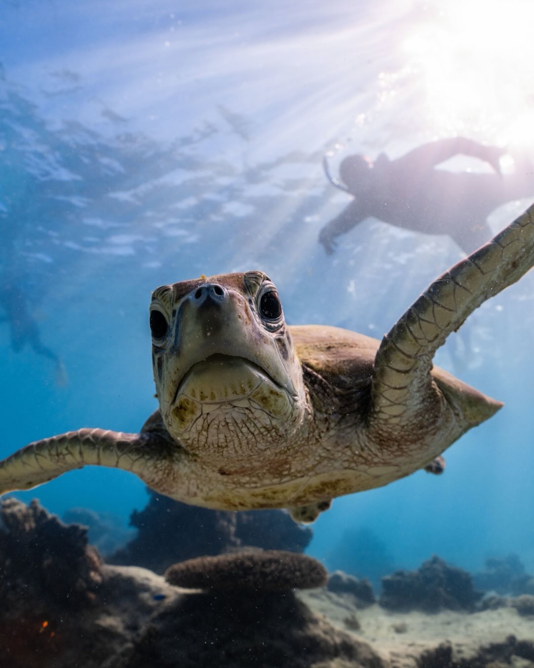 Happy World Sea Turtle Day 🐢💙
Gliding through the blue waters of Ningaloo, sea turtles are always a special sight on our tours.
A little appreciation post for one of the ocean’s most iconic locals.
Photos @ollieclarkephoto @lauratierney
#WorldSeaTurtleDay #NingalooReef #SeaTurtle #exmouth #coralbay