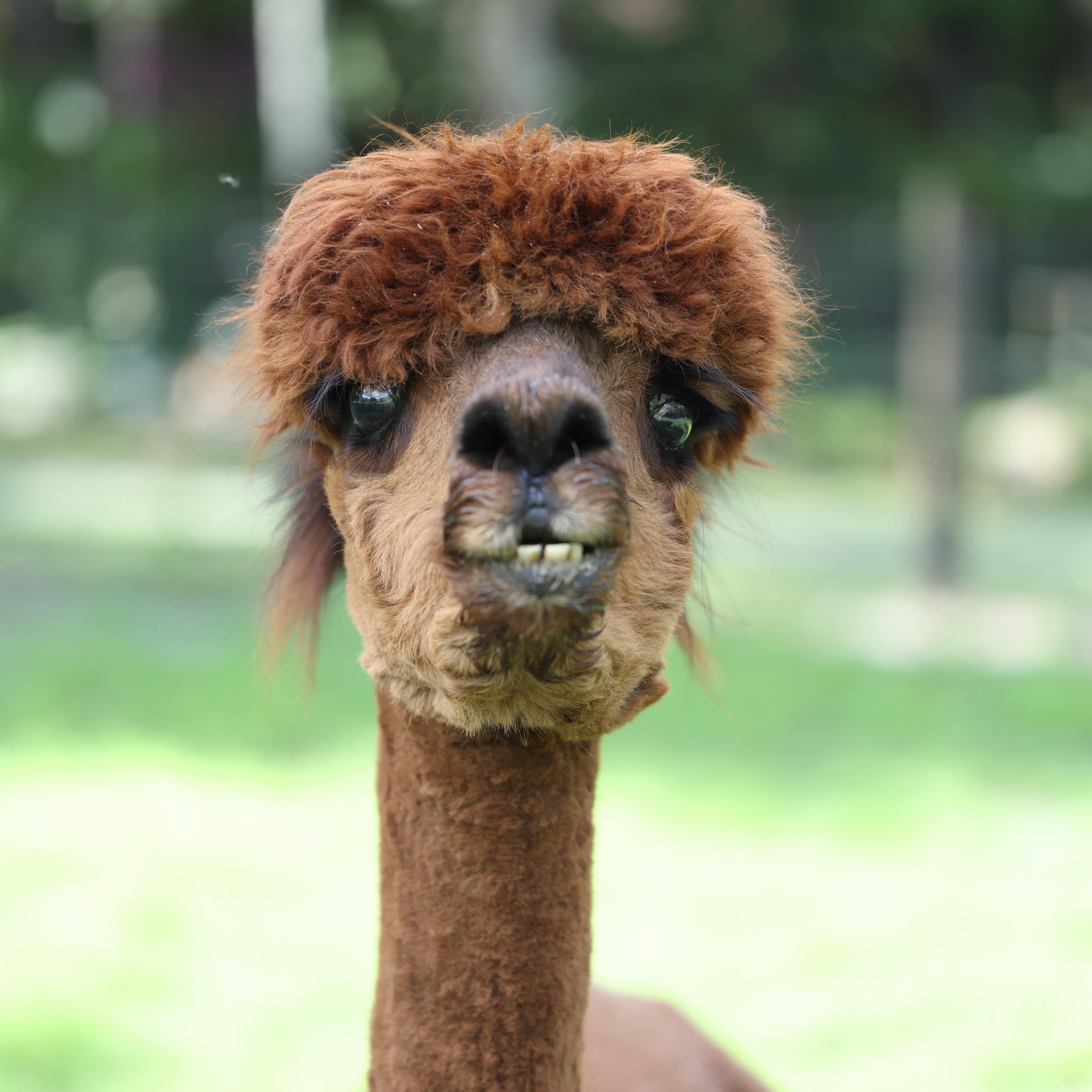 Toothy grin
Fluffy ears
Heart-shaped nose
Long lashes
Full of sugar and spice… 🤎
That’s what Trigger is made of. 🦙💫
