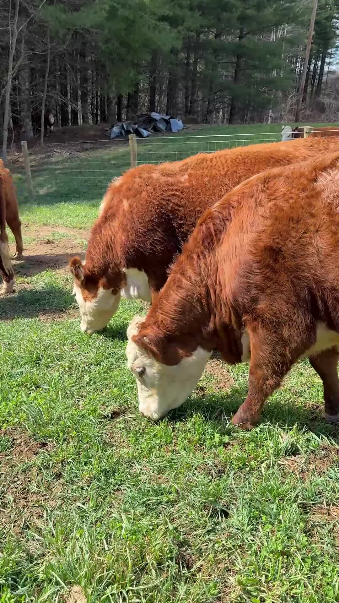 Nature's lawnmowers: cutting the grass one snack at a time!
ㅤ
#cow #cattle #animals #farm #farmlife #farmanimals #homestead