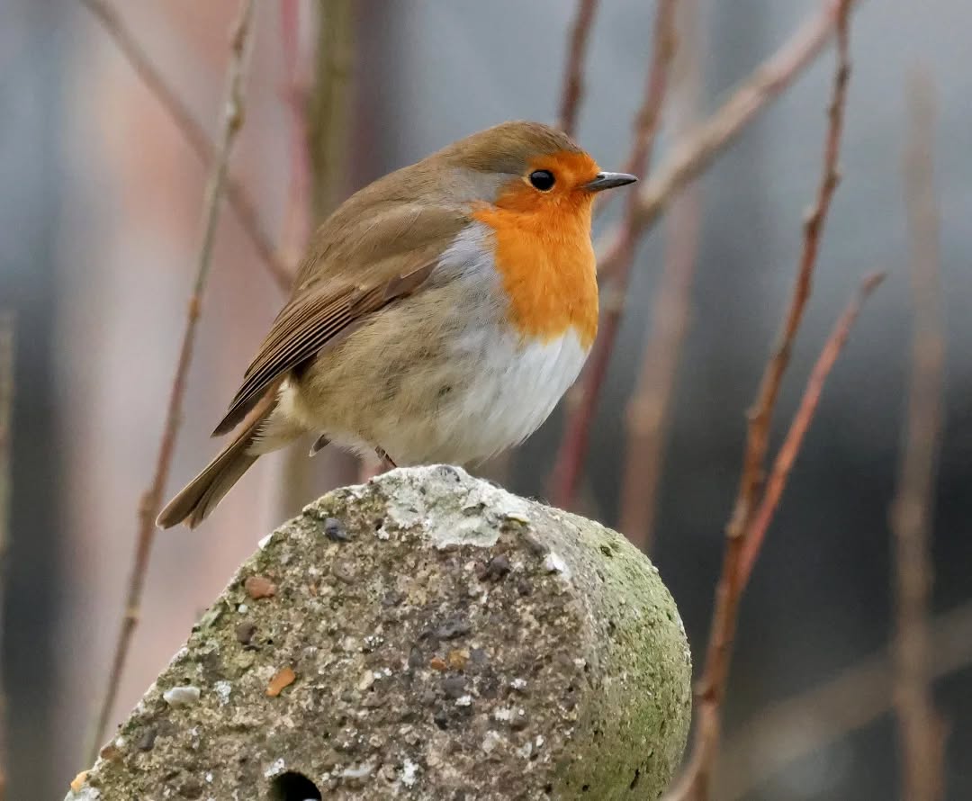 The beautiful Robin.
#islandwildlife #kefaloniawildlife #greekwildlife #guidedwildlifewalks #birdlovers