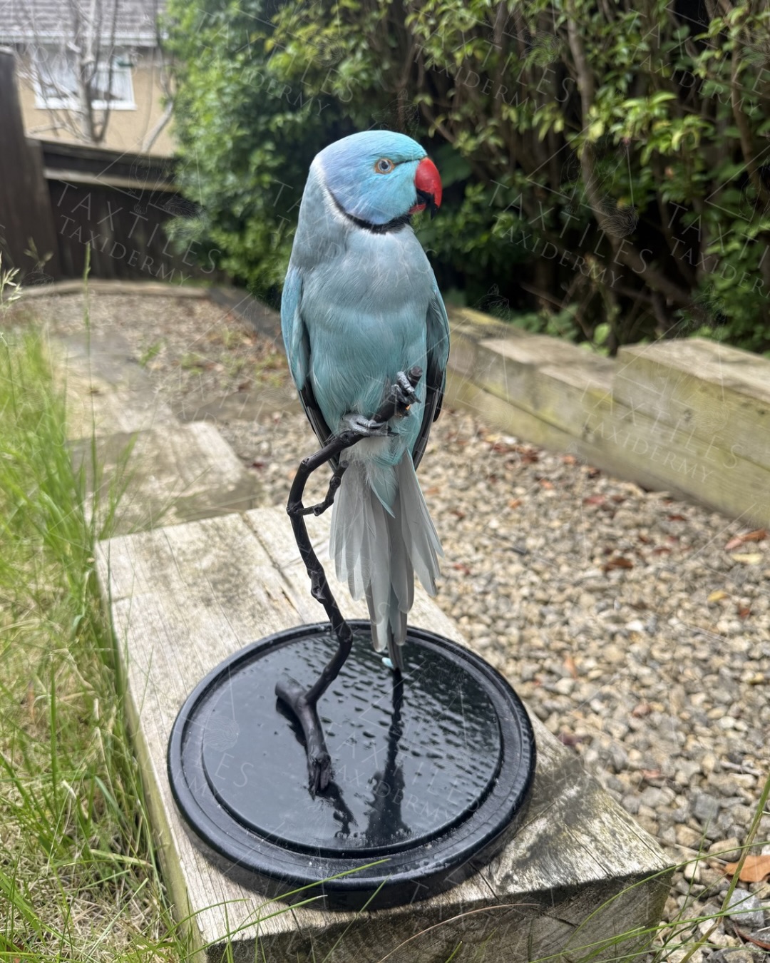 This is a male blue mutation of a green ring necked parakeet was at my wedding back in April. I love these birds so much, and when I got a blue mutation of one, I immediately thought “I’m keeping this”. I don’t keep really much of my own taxidermy, but I thought I’m probably not going to get another one like this. The colours are just stunning. I did a reel of the making of this parakeet if you’re interested. It’s on my profile.
Not for sale.
This parakeet died of natural causes and was captive bred.
#bird #taxidermy #taxidermist #greenringneck #parakeet