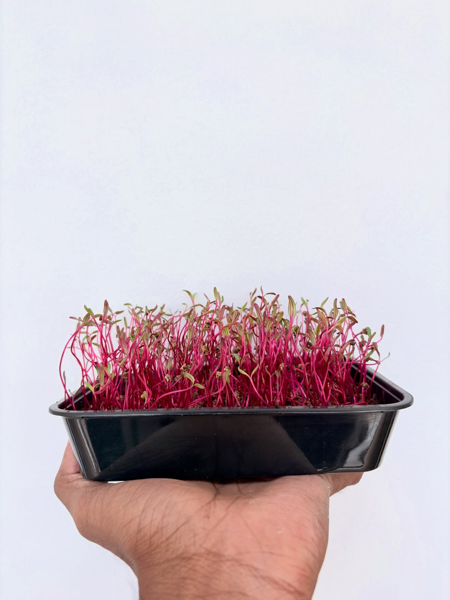 beets Microgreen. All type of Microgreen seeds are available.