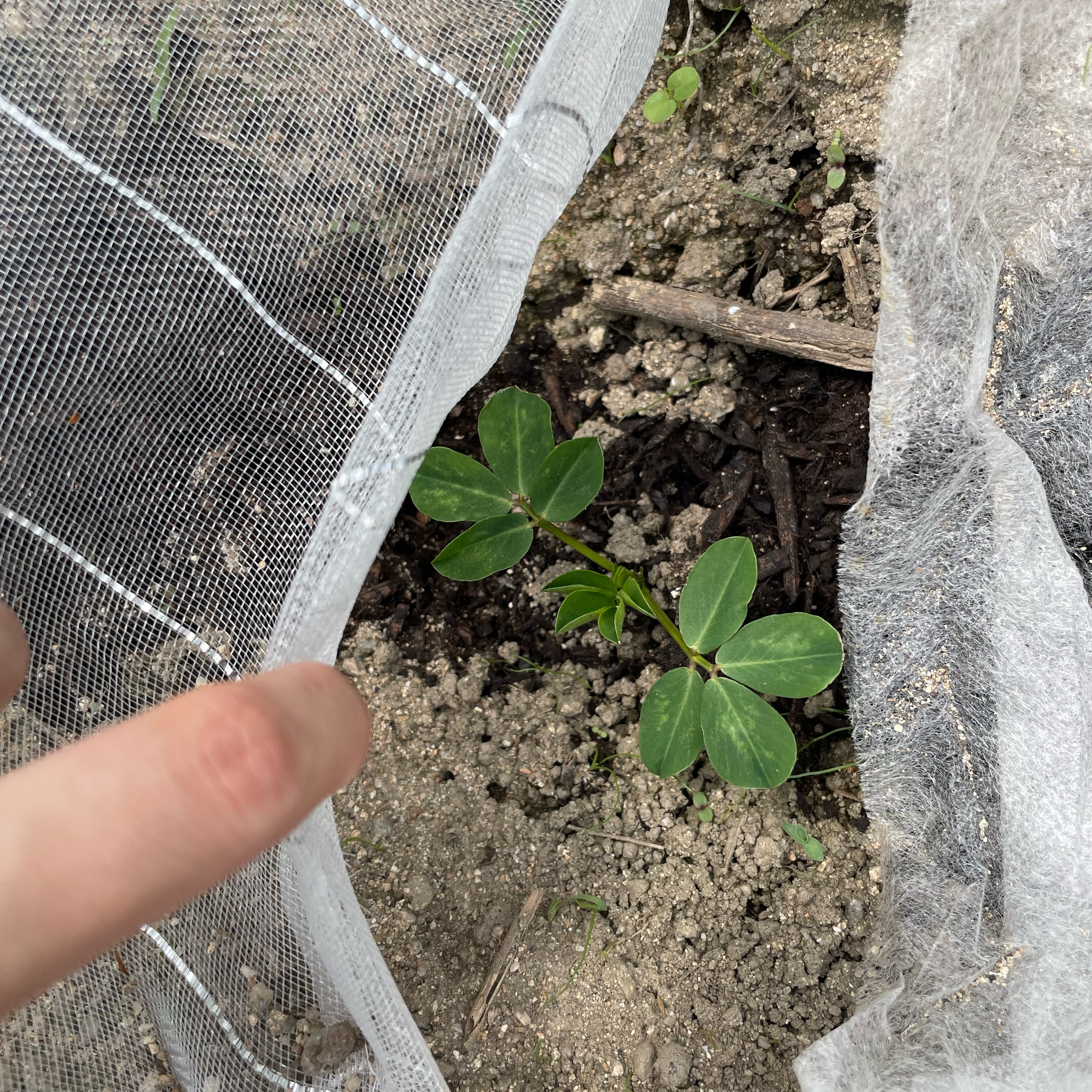 .
こんにちは🌱鬼の畠です👹
栗林庵での出展期間中、たくさんの応援とご来場をありがとうございました😌
また、このような貴重な機会をくださった栗林庵の皆さまにも、心より御礼申し上げます。
たくさんの方にきくらげのお話を聞いていただき、手に取っていただけたことが何より嬉しかったです✨
また、女木島の暮らしや風景、島での取り組みにも興味を持っていただけたことが、とても嬉しく励みになりました。
お客さまにもっと手に取っていただきやすい形や、きくらげの新しいおいしさをお届けできるよう、これからもたくさん考え、挑戦いたします。
今後ともどうぞよろしくお願いいたします!
写真は台風🌀前に植えた落花