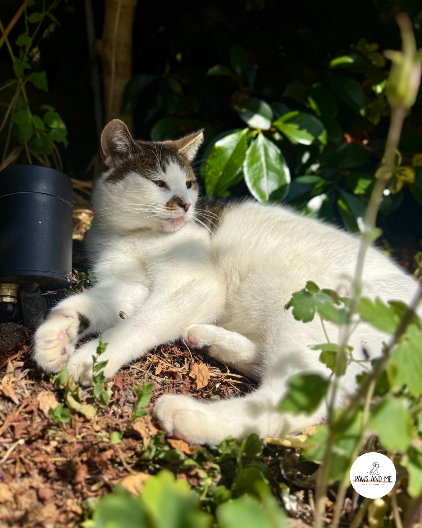 🐾 FAVE PHOTO FRIDAY 📸
Is there anything better than chilling in the garden and soaking up the calm. Maisie moo fully in her element, no rush, no fuss just pure relaxation from our queen of chill!
Our Cat Feeding availability is limited! Enquire today if you need help with your kitty💌
#Catsofinstagram #dogsofinstagram #catlover ##dogs dogwalker