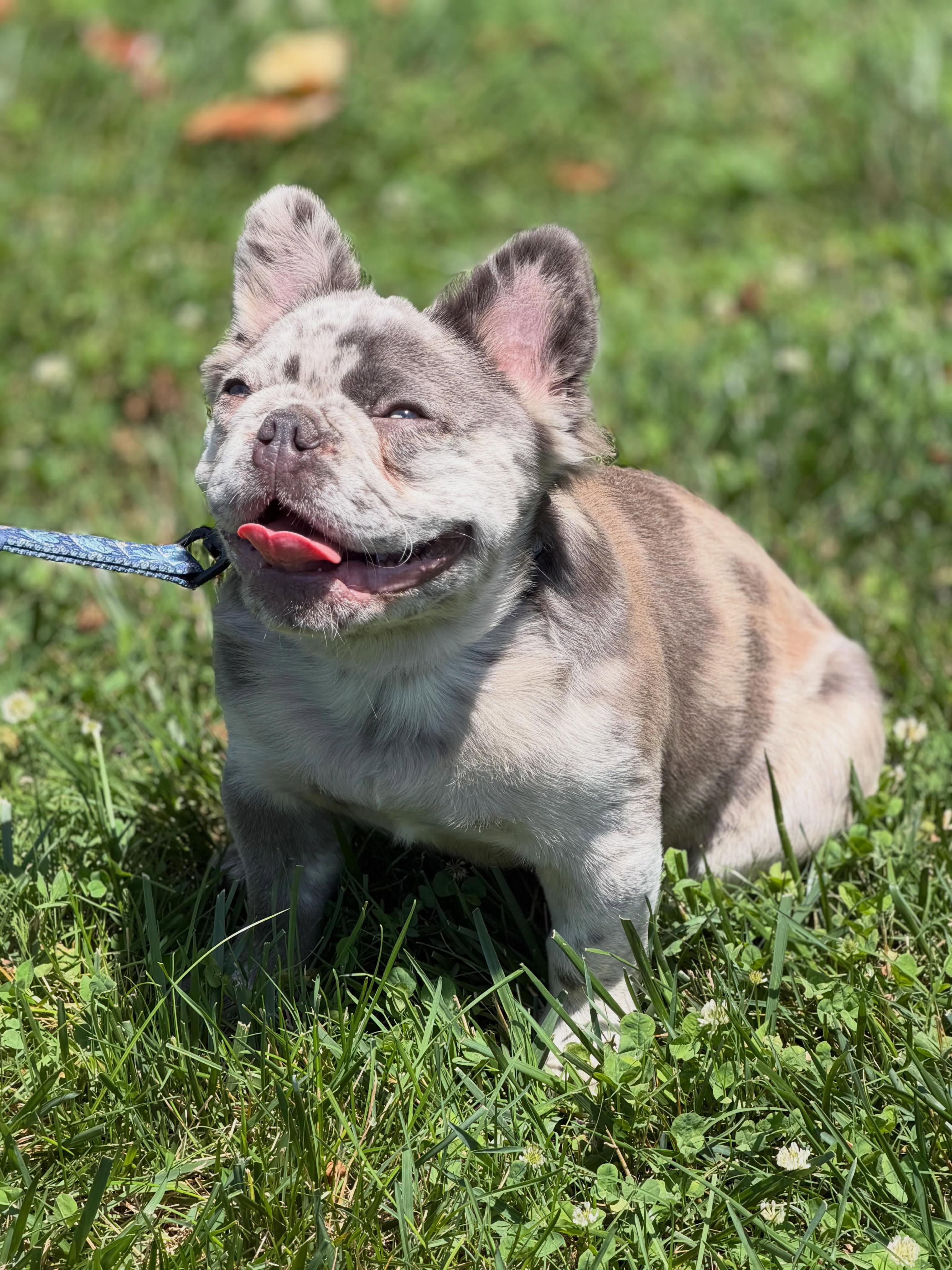 Past pup, Arlo! Previously Eeyore from our Winnie the Pooh litter. Isn’t he gorgeous??? 😍😍
#eeyore #tweedmerle #fluffyfrenchie #sapphirebluefrenchies