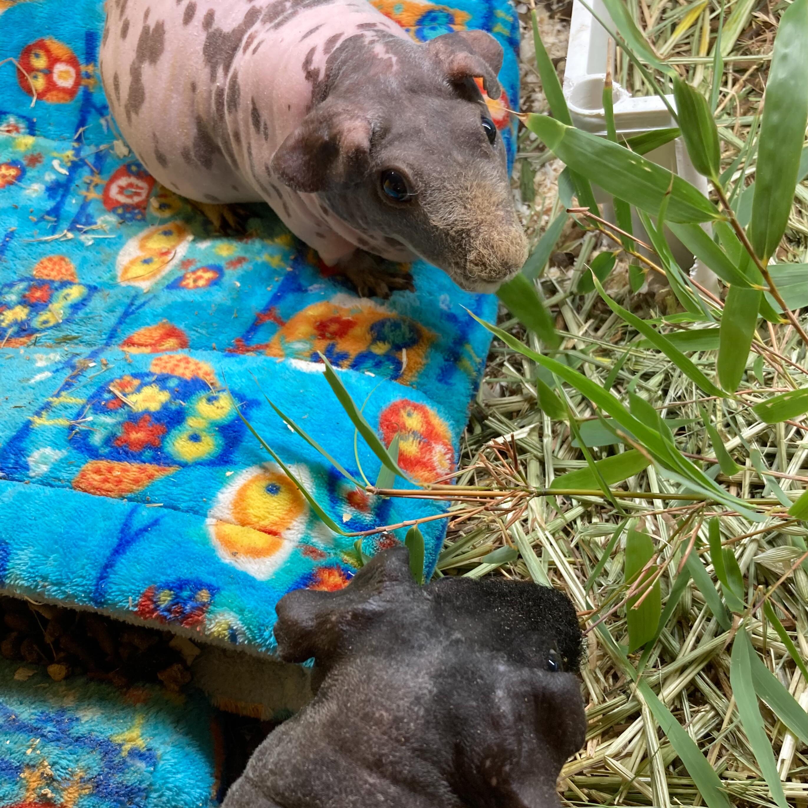 Regulus and Remus 🩵🩵 #skinnypigs