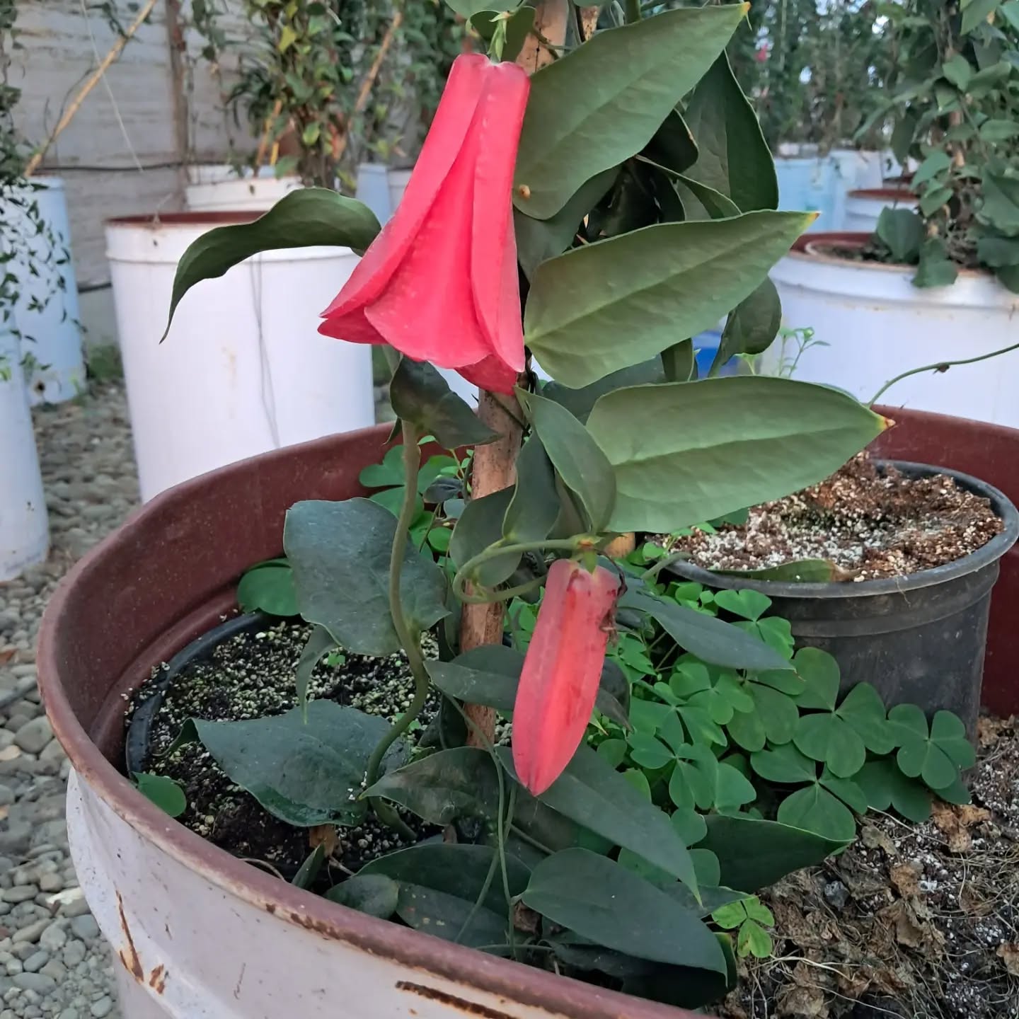 Por fin unos copihues variedad Corazón Rojo, bellos, firmes, con volumen, los únicos de la temporada.