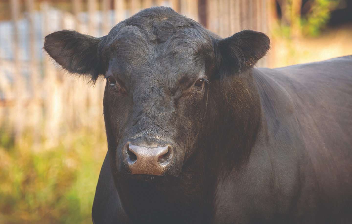 In case you missed our recent announcement...
π’ Sexed semen collection and processing is now available through Xcell Breeding Services
More and more farmers are using sexed semen as a strategic breeding tool to help produce the calves they need most β whether that's replacement heifers or more bulls from proven genetics.
If you've been considering how to get more from your breeding programme this season, we'd love to have a conversation.
Female and male sorted frozen semen options available.
Get in touch with Greg to learn more or secure your place.
Spaces available now | π© info@xcell.co.nz | π 021 453 387
https://www.xcell.co.nz/