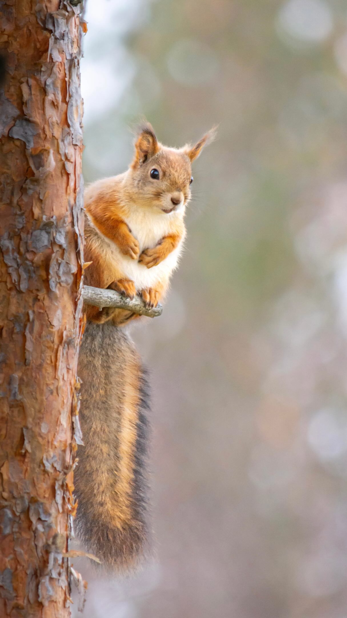 Paul noticed recently that one of our forest red squirrel is building a nest!!! So we will have babies soon😀How exciting!
Ps. This video I recorded in August
#redsquirrel #babysquirrel #lifeintheforest