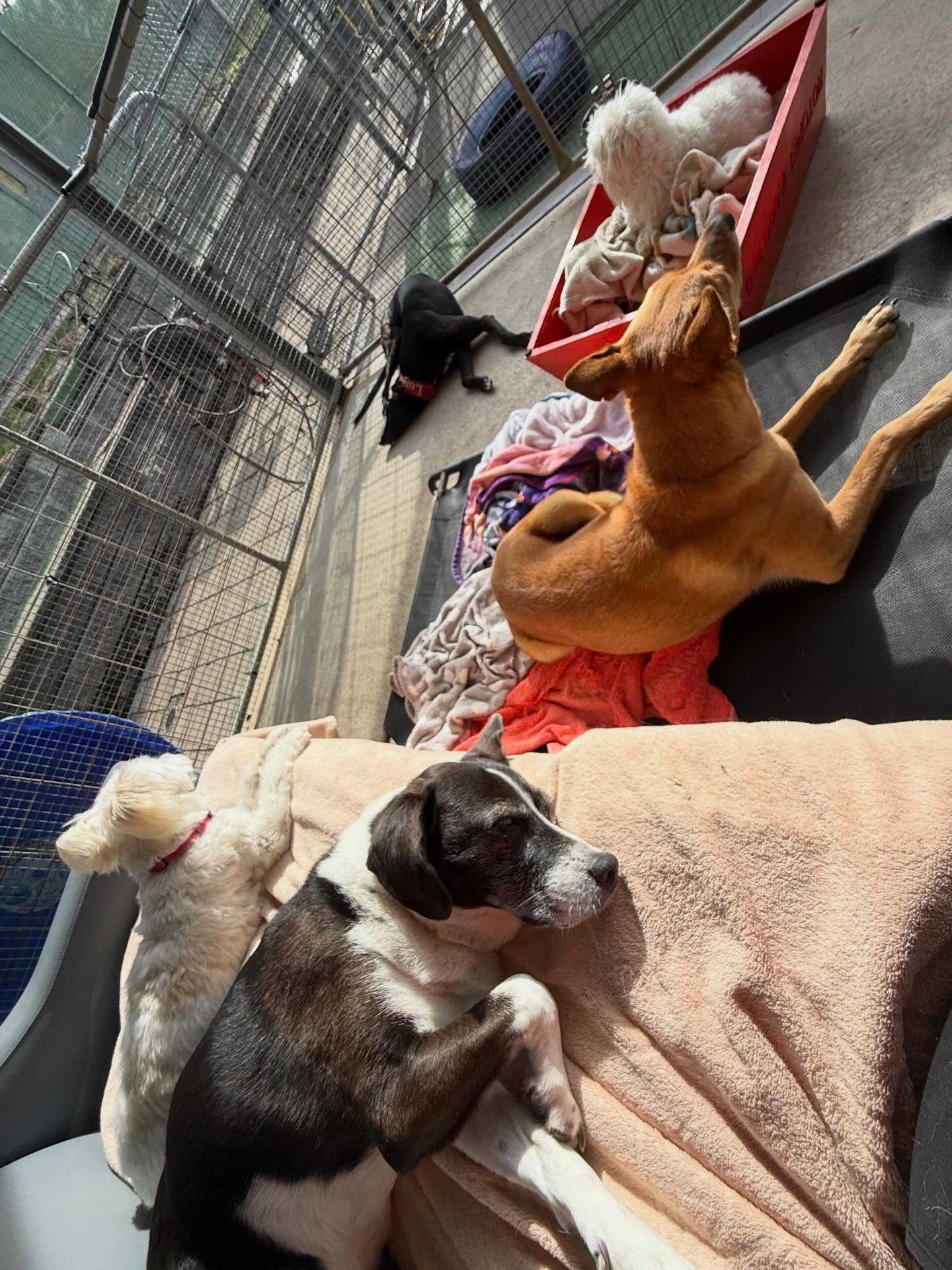 Boarding with us isn’t just fun and play and action, there is also a lot of this ❤️….
The pups are just chilling
#PetResort #DogBoarding #HappyDogs #DogHotel #DogLovers