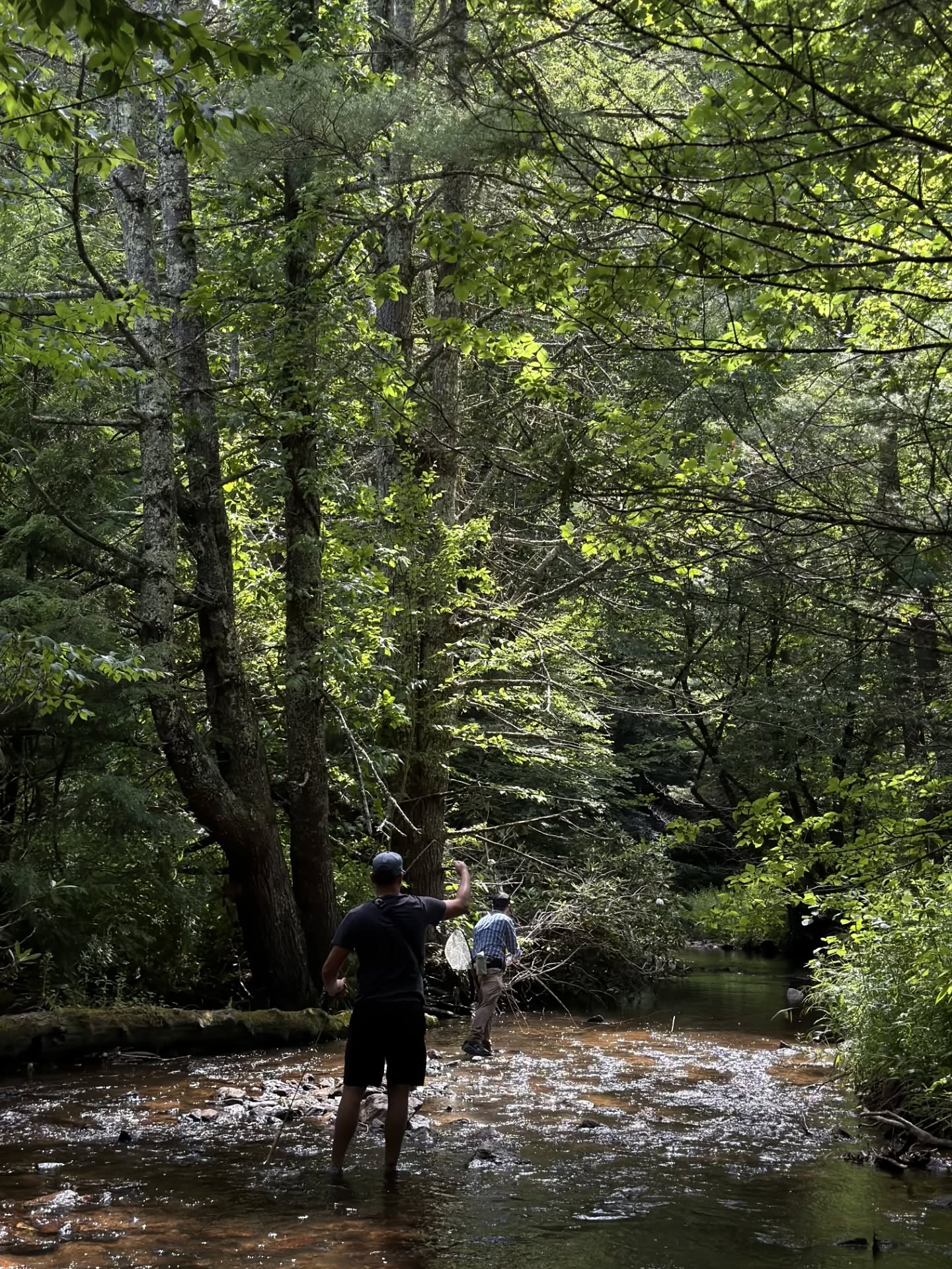 Anglers from OMTU explored new waters yesterday on Laurel Fork during our Blue Lines event. Trout Unlimited has been doing a lot of work in this watershed adding woody debris to the stream, and yesterday we noticed more brook trout in the upper portion of the stream than in recent years which is very exciting to see!