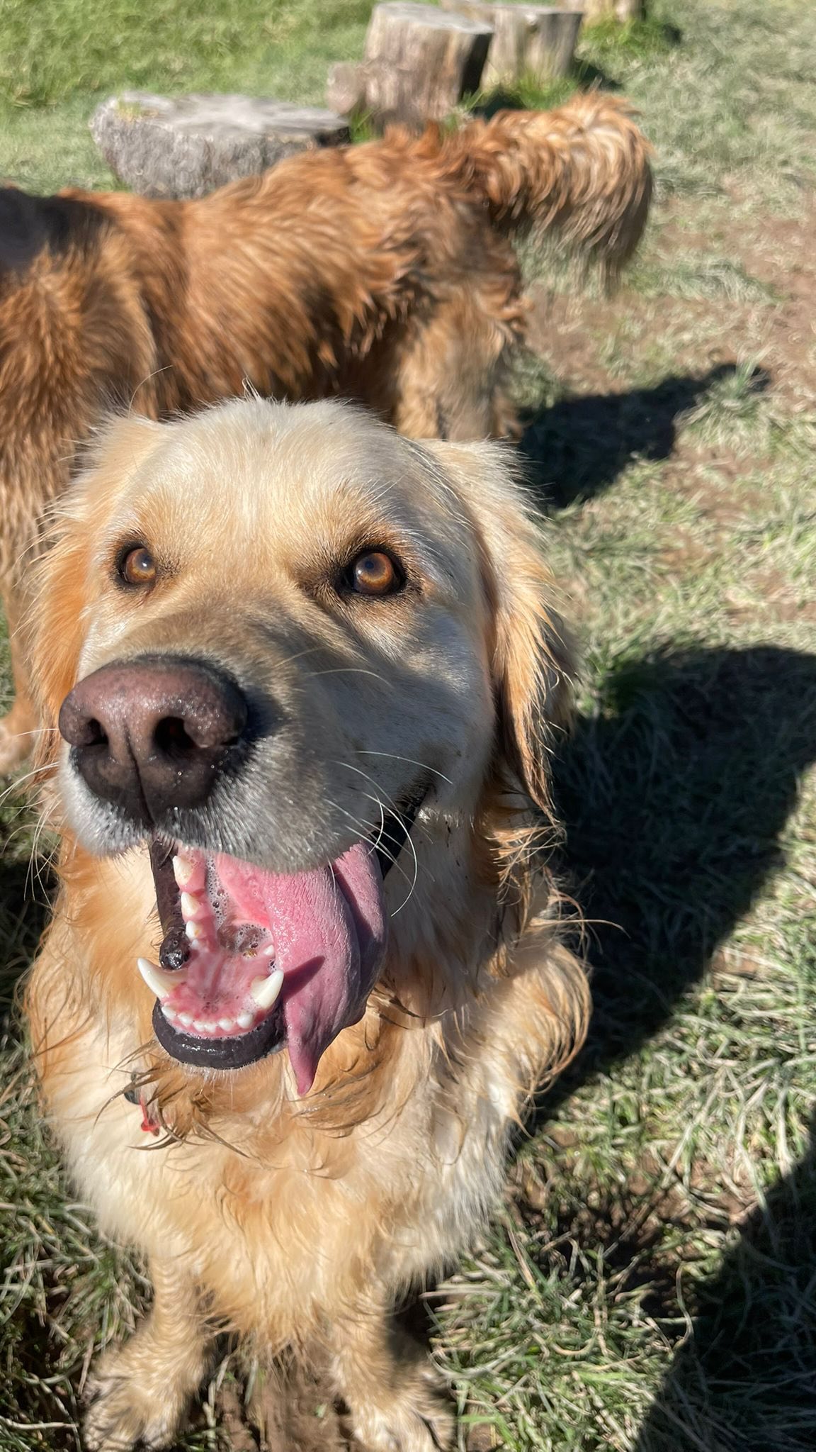 What fun! 🤩🤪🐾🐶💛
.
.
.
.
.
.
#farmadventures #dogfun #farmfun #happydogs