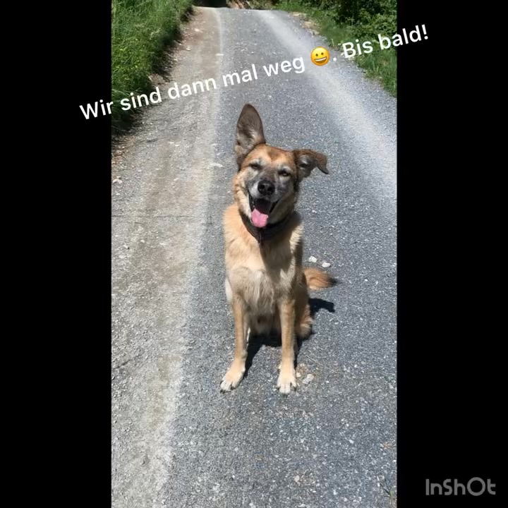 Ferien…
#care4animals #ajhundetraining #gemeinsamunterwegs #hundaufreisen