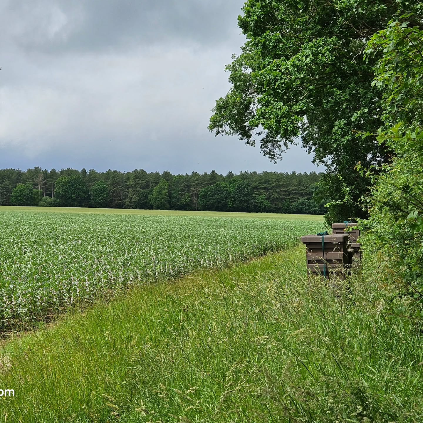 Inbetween showers the field beans look awesome. This season could go either way!!
#derwenthoney #bees #yorksmallbusiness #honey #yorkshirefarming