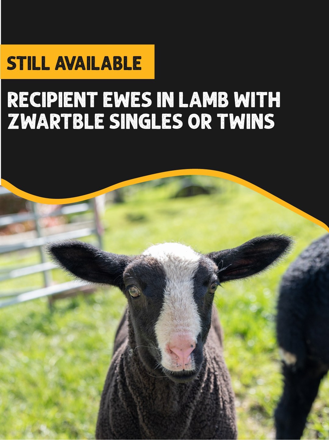 π’ Embryo Programme Update
Thank you for the strong interest in our 2026 embryo programme.
β
Dutch Spotted embryos are now fully allocated for 2026. We are taking expressions of interest for our 2027 programme.
π We still have pregnancy-scanned recipient ewes available for purchase, carrying either zwartble single or twin pregnancies.
If you're looking to introduce quality Zwartbles genetics into your flock, this is a great opportunity to secure proven pregnancies without the wait.
For further information or to discuss available recipients, please contact the office:
π© info@xcell.co.nz | π 021 453 387