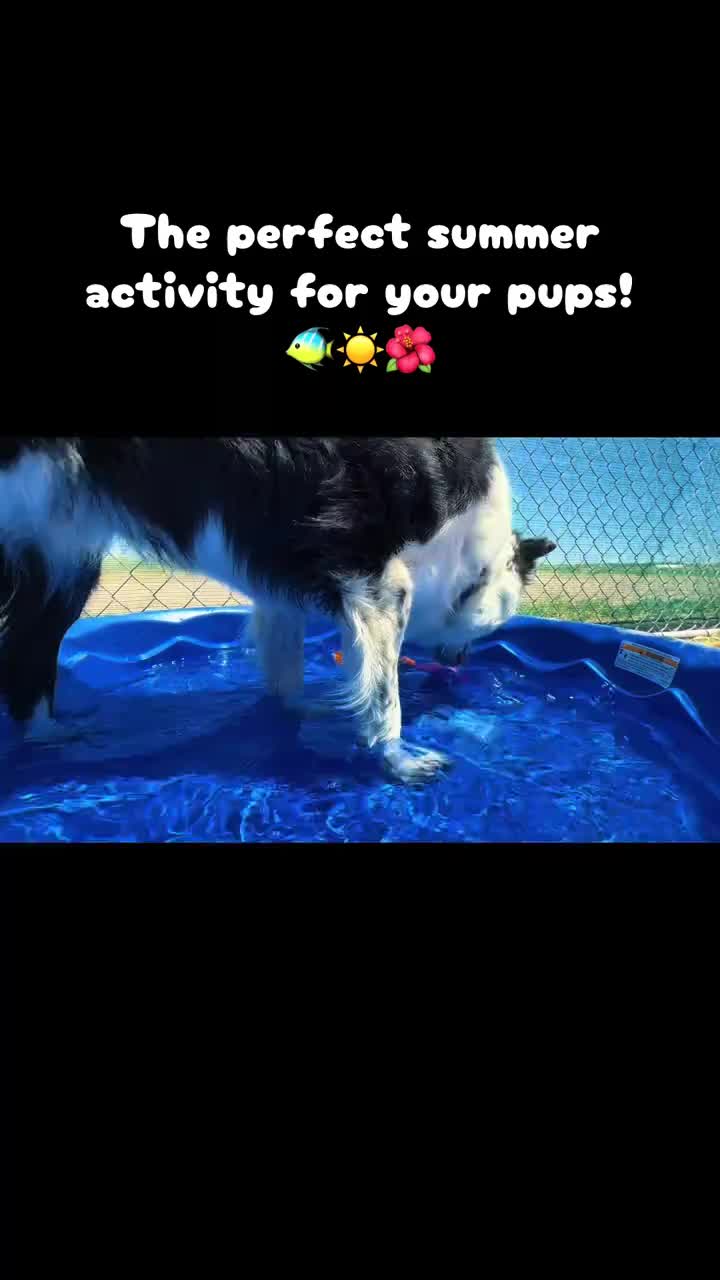 Father’s Day is coming up! Have your pups celebrate with doggie fishing❤️🐾🐠🐟
#k9cation #fathersday #doggydaycare